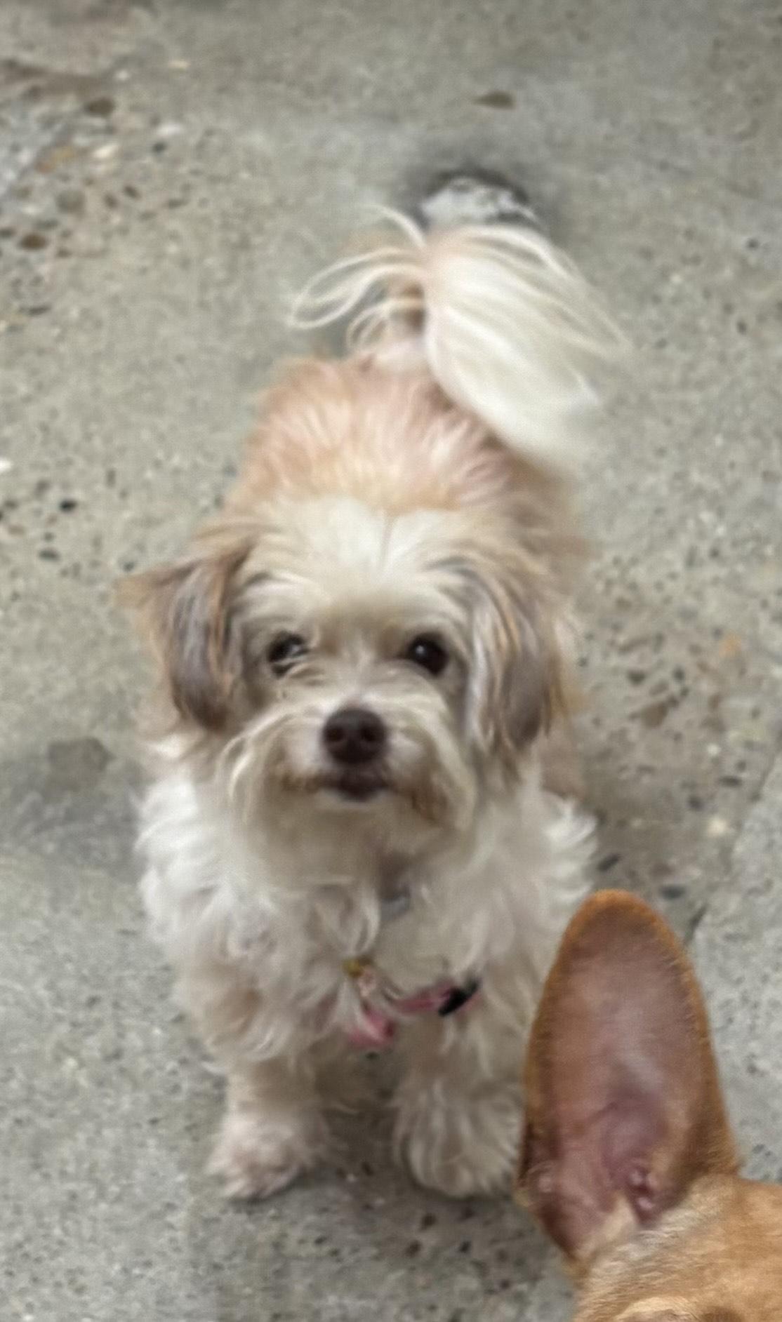 Dolce, an adoptable Maltipoo in Thousand Oaks, CA, 91360 | Photo Image 2