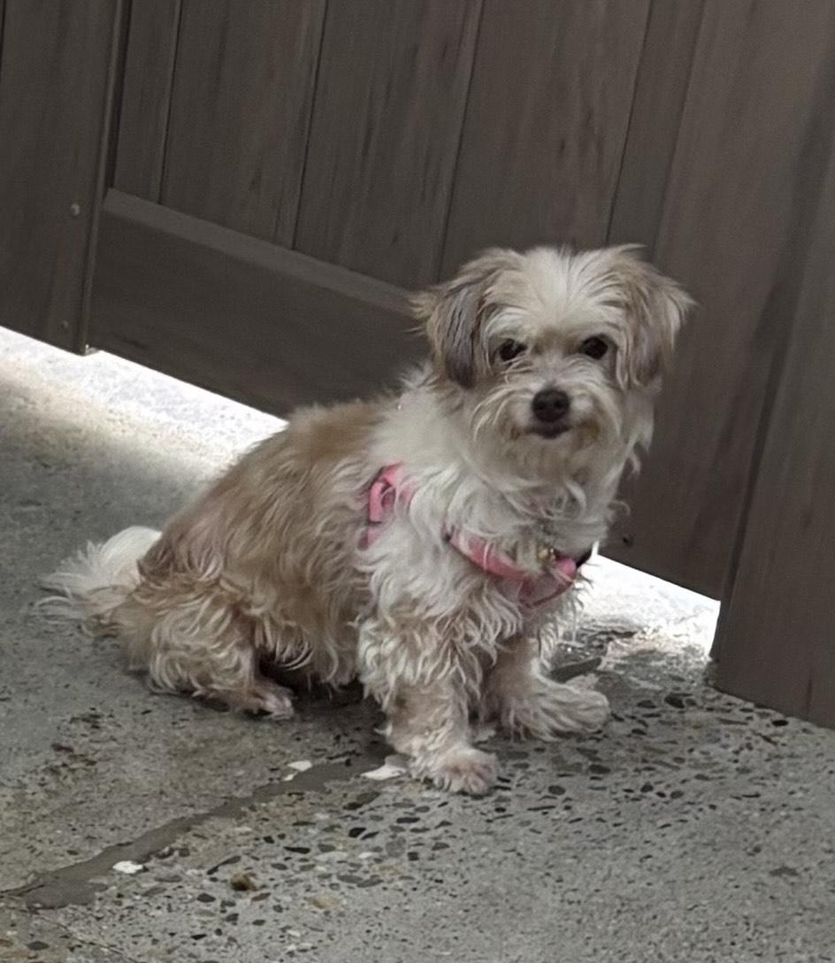 Dolce, an adoptable Maltipoo in Thousand Oaks, CA, 91360 | Photo Image 3
