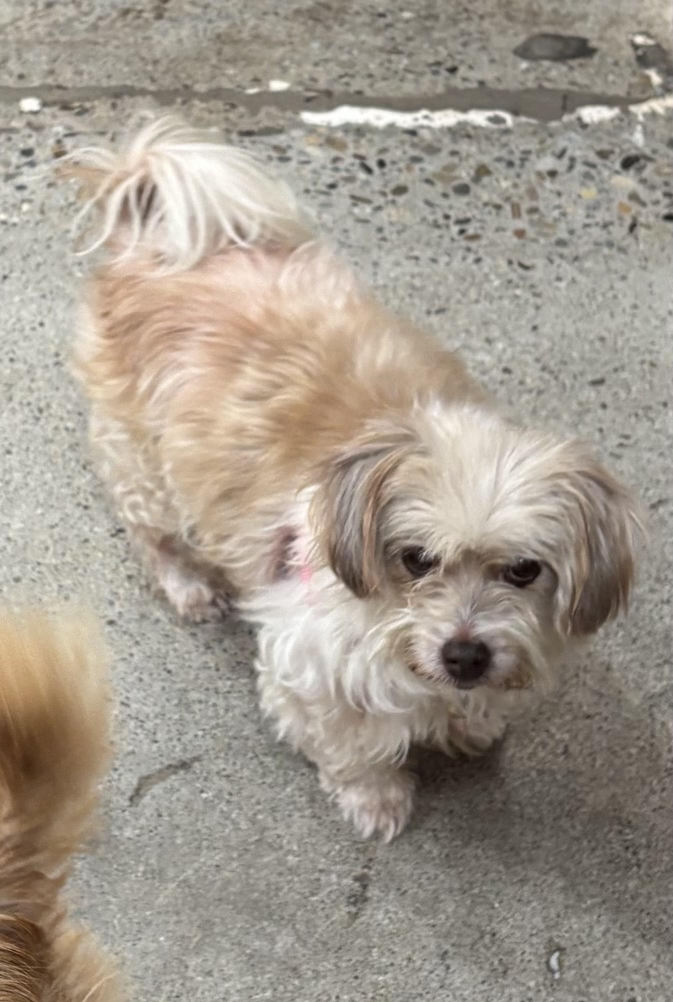 Dolce, an adoptable Maltipoo in Thousand Oaks, CA, 91360 | Photo Image 4