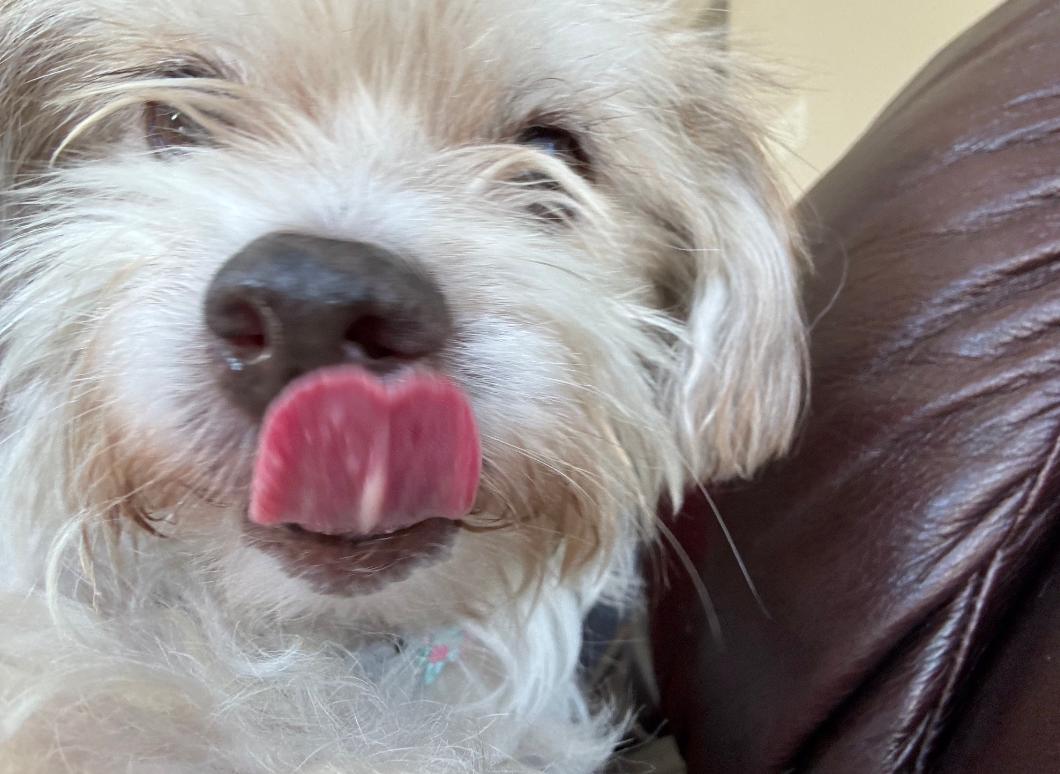 Dolce, an adoptable Maltipoo in Thousand Oaks, CA, 91360 | Photo Image 5