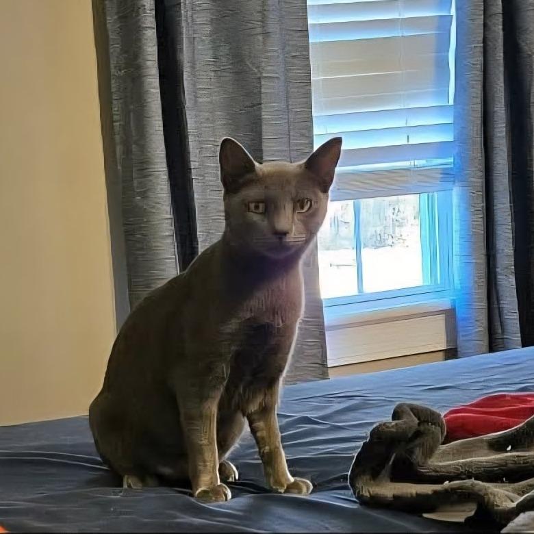 Apple, Adoptable, Adult Female Domestic Short Hair.