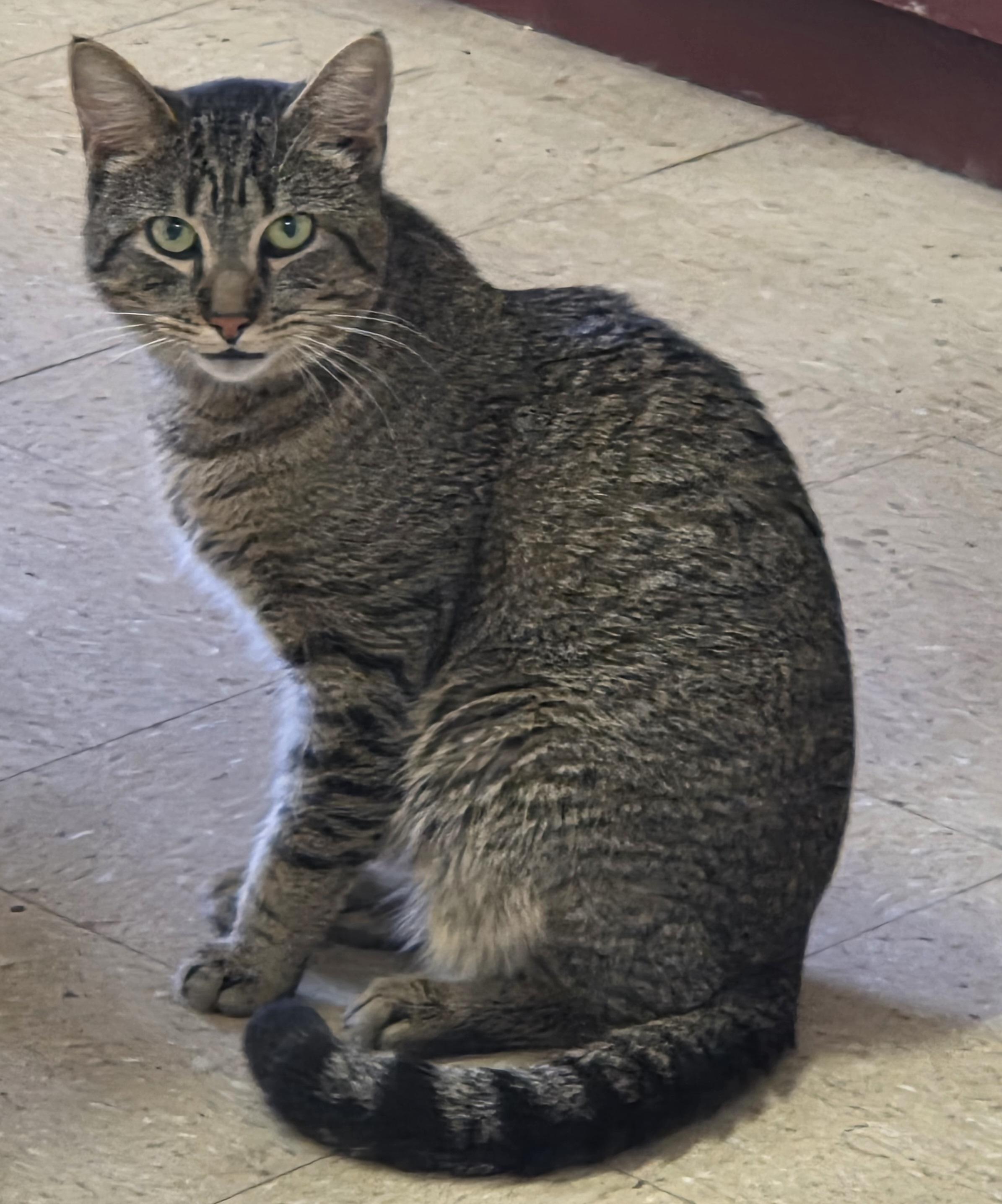 Niklaus & Oliver Two-fer, a ADOPTABLE Domestic Short Hair in Mansfield Center, CT image 2/2