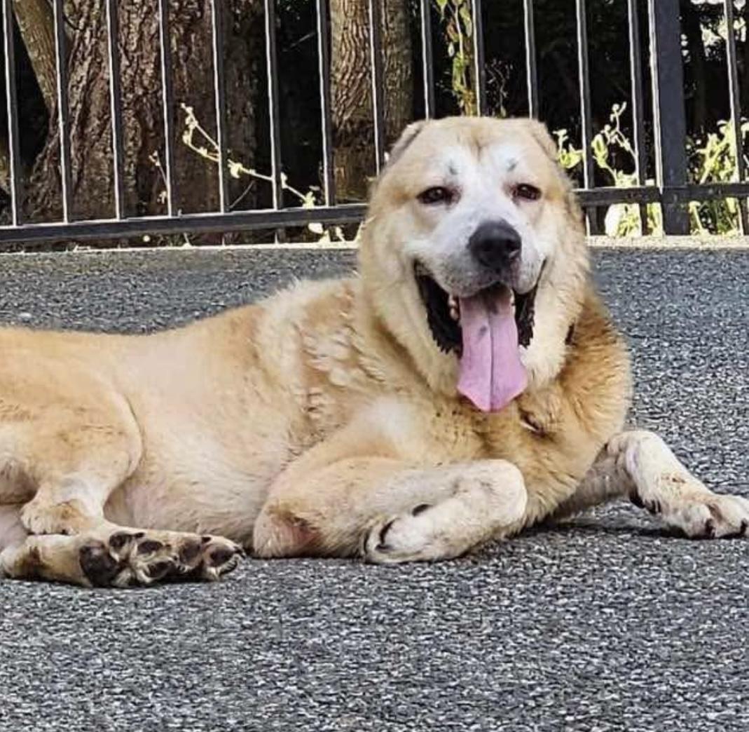 Minnie, Adoptable, Adult Female Pyrenean Shepherd.