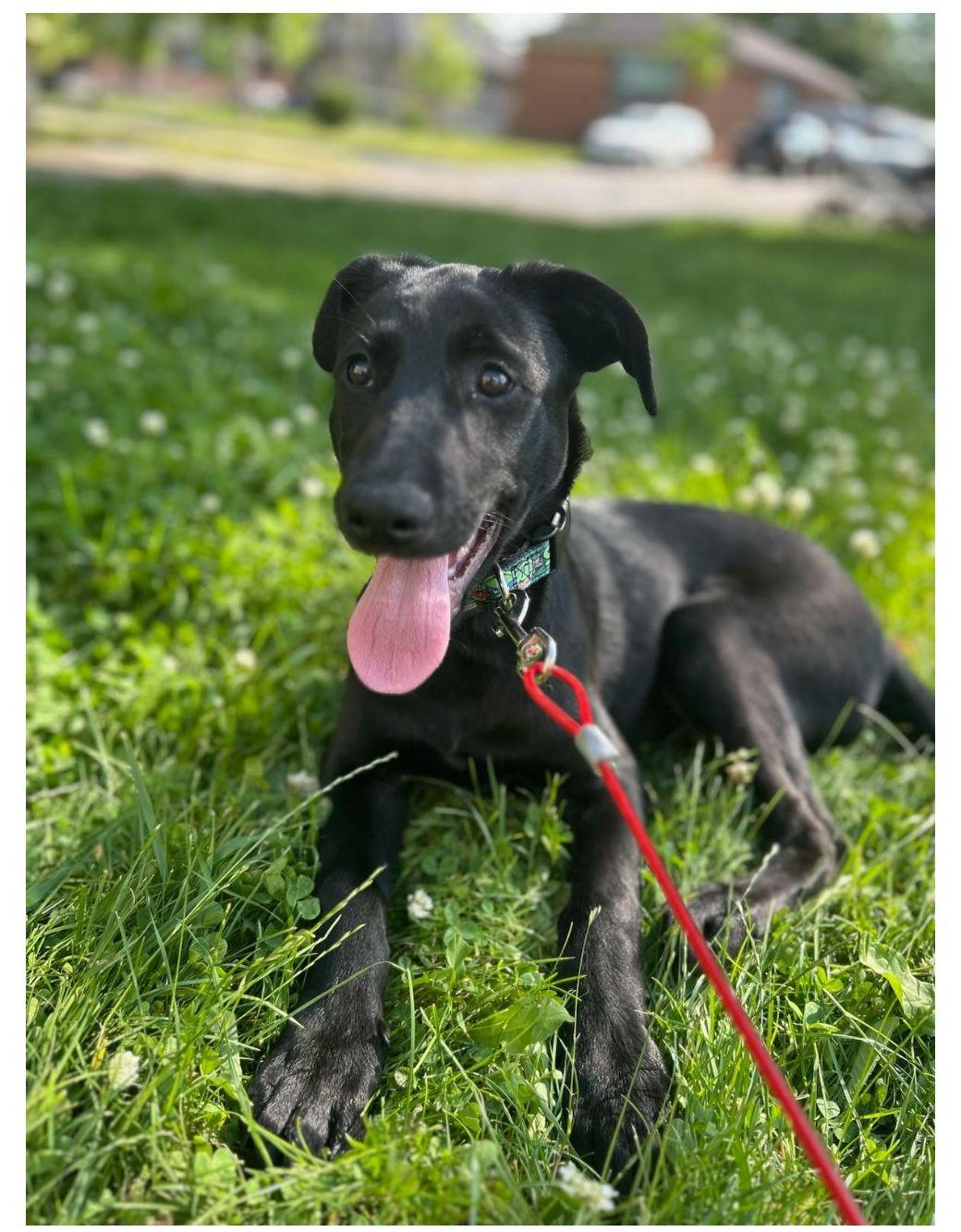 Thor, an adopted mixed breed in North York, ON image 1/4