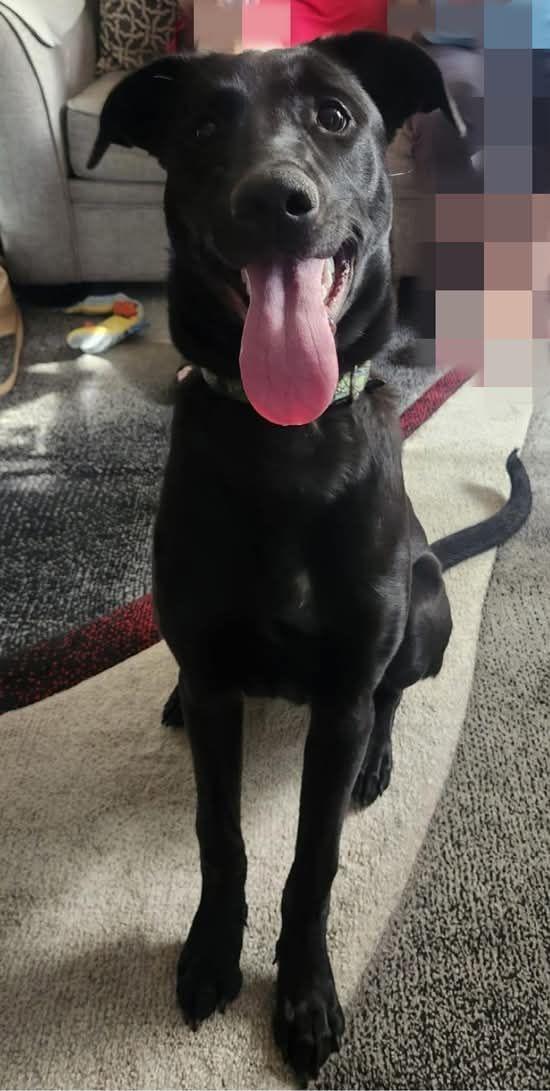 Thor, an adopted mixed breed in North York, ON image 2/4