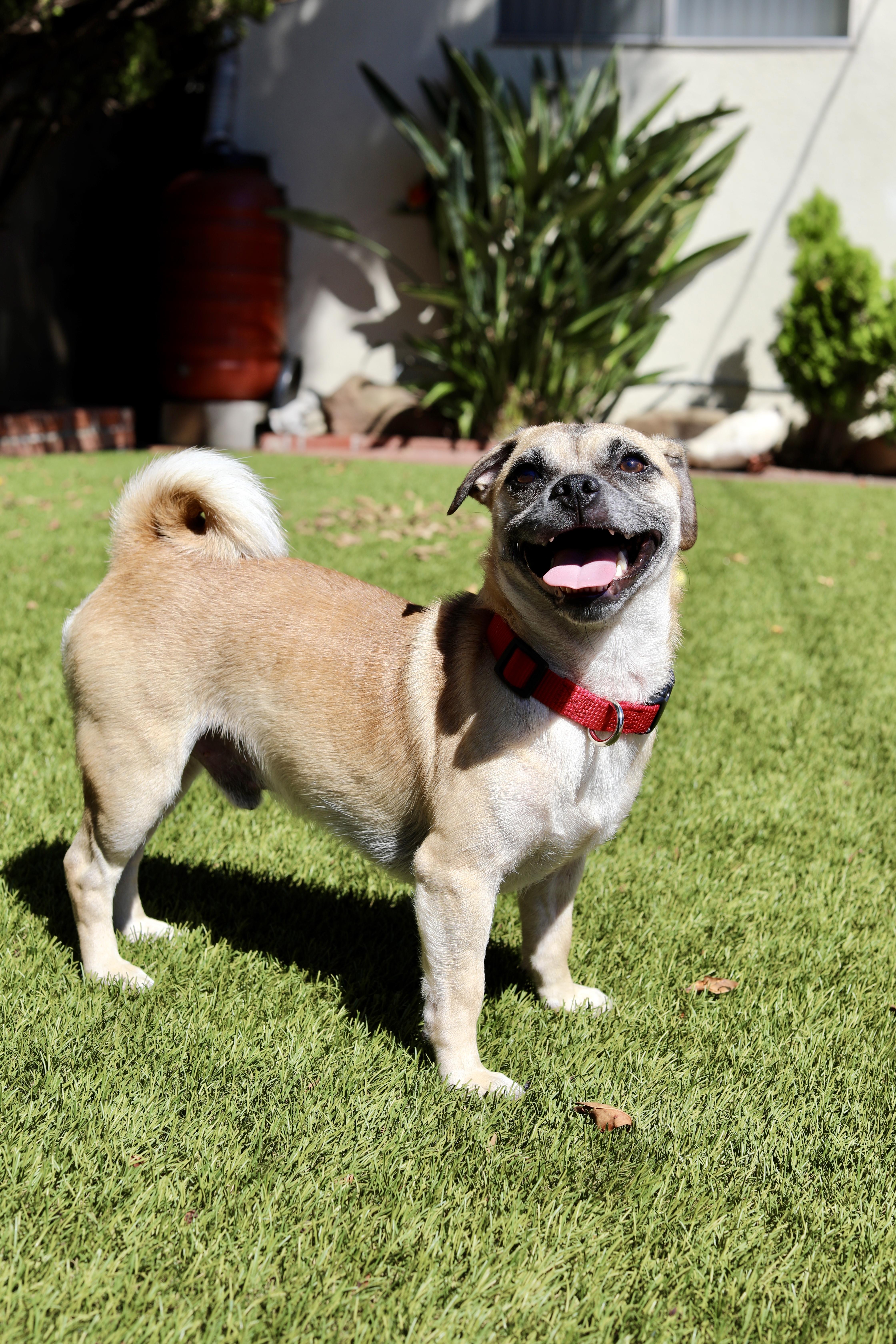 Amos, Adoptable, Adult Male Pug & Chihuahua.