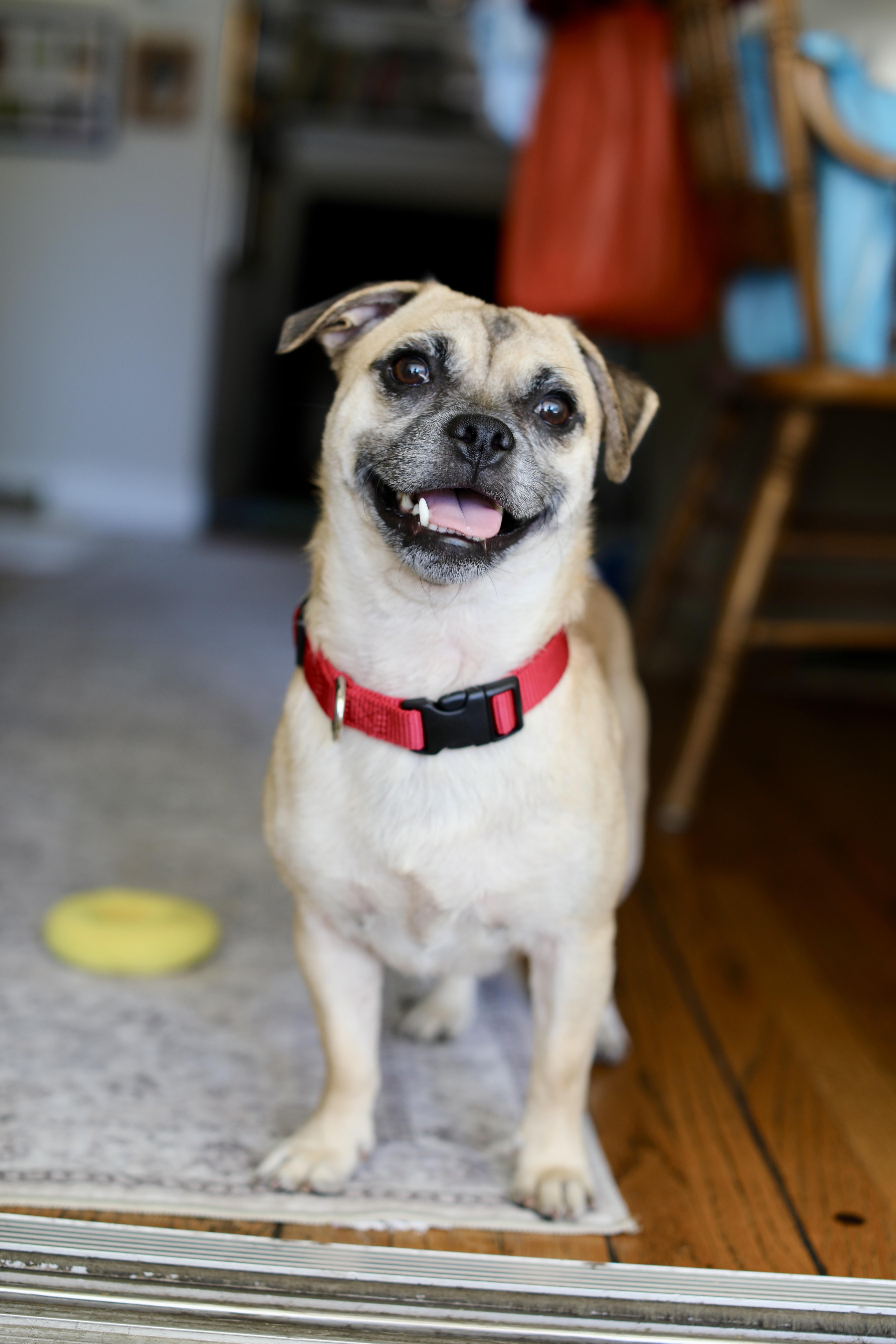 Amos, a Adoptable mixed breed image 2/5
