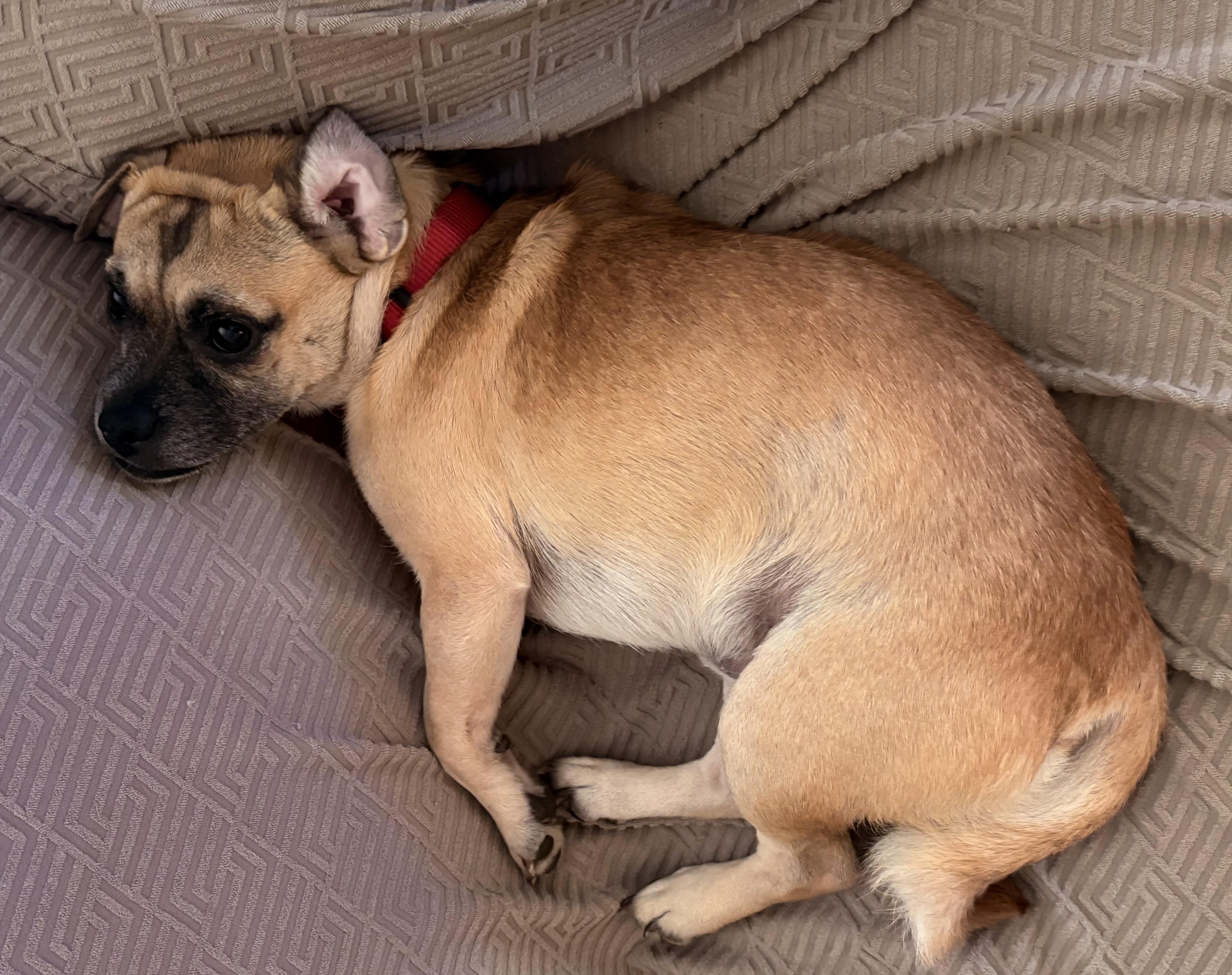 Amos, a Adoptable mixed breed image 3/5