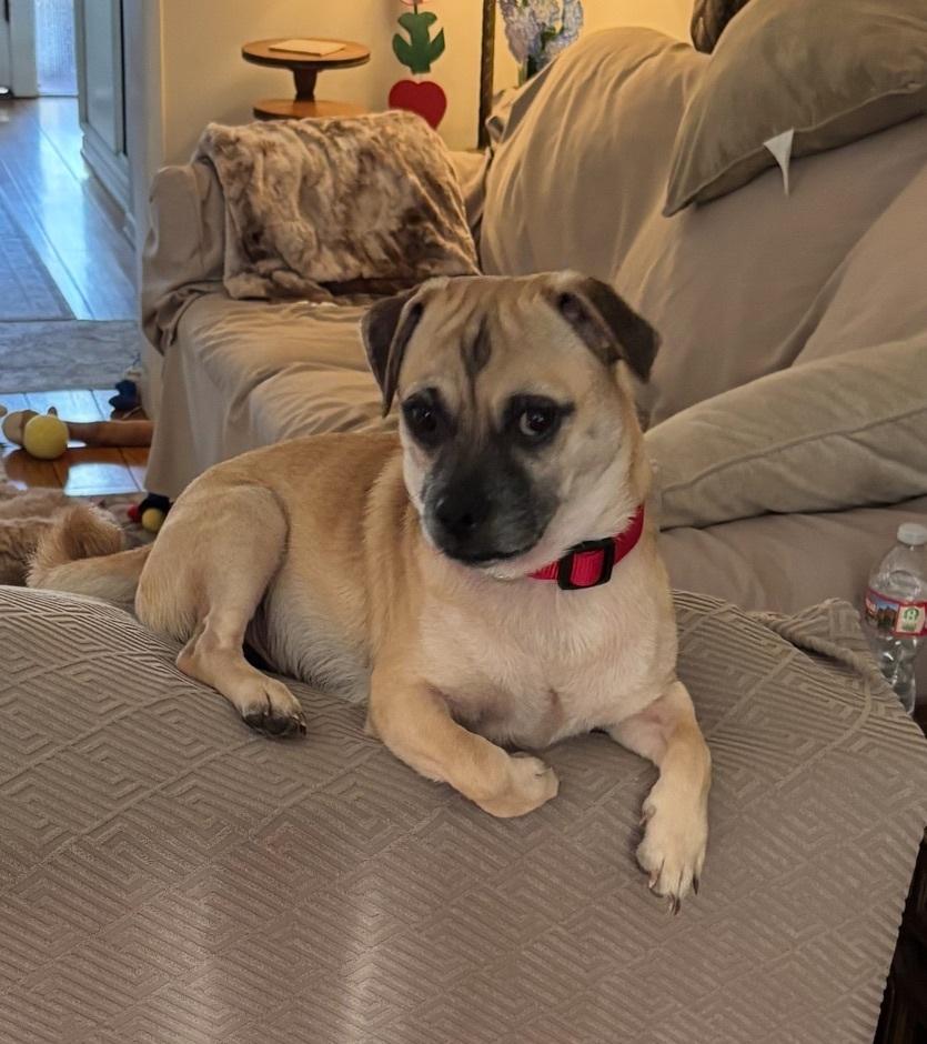 Amos, a Adoptable mixed breed image 4/5