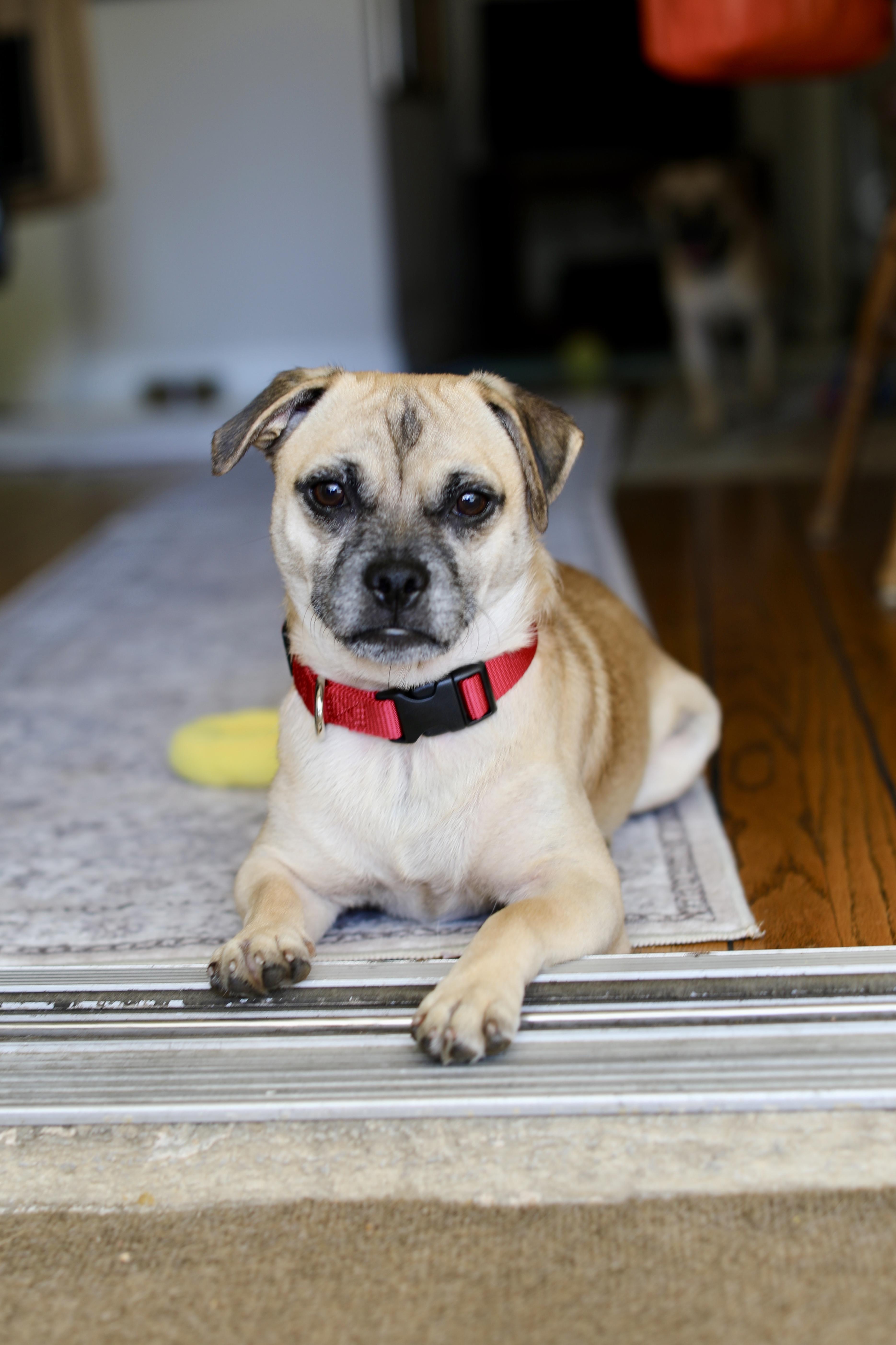 Amos, a Adoptable mixed breed image 5/5