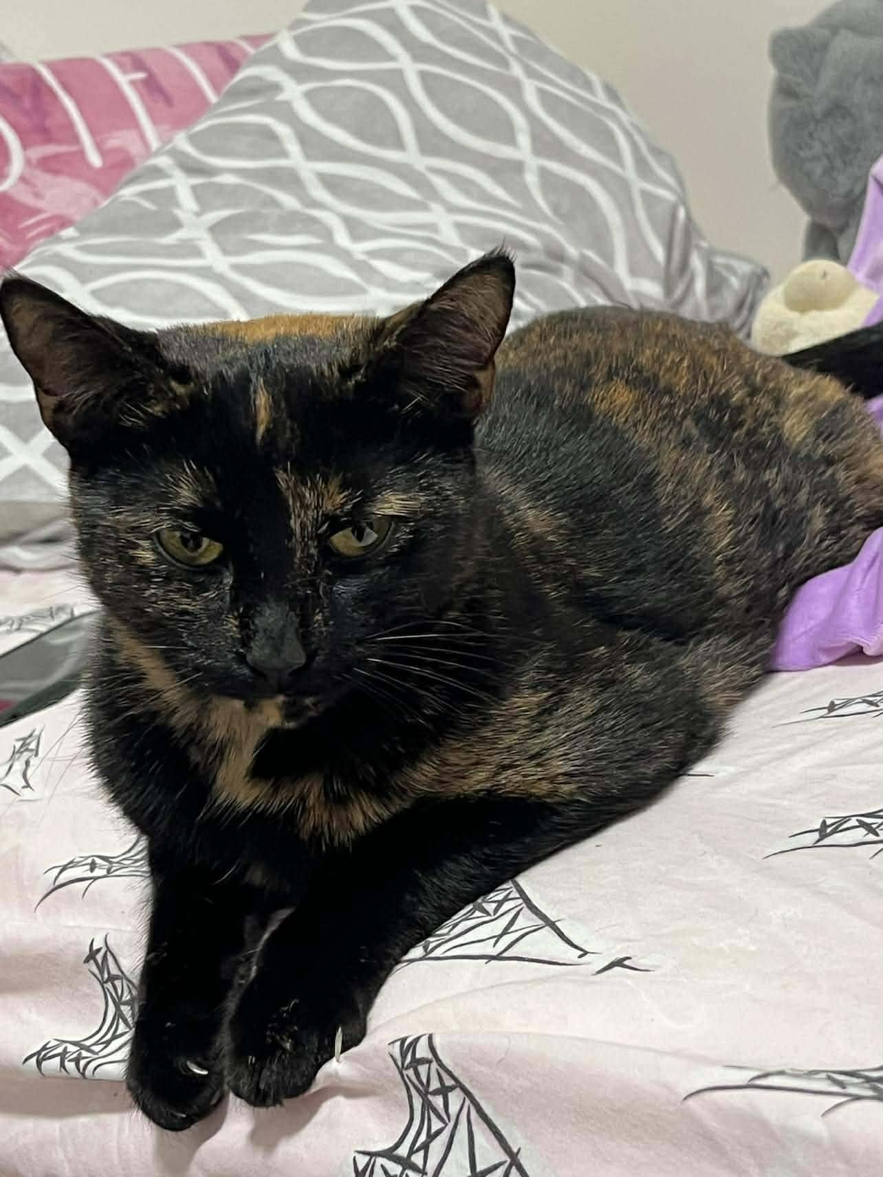 Enlarge Beans, an adopted Domestic Short Hair in London, ON image 4/4