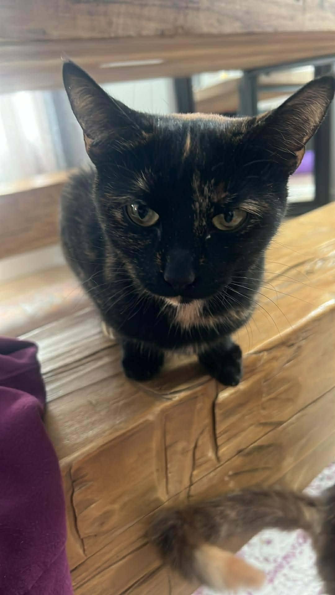 Enlarge Beans, an adopted Domestic Short Hair in London, ON image 3/4