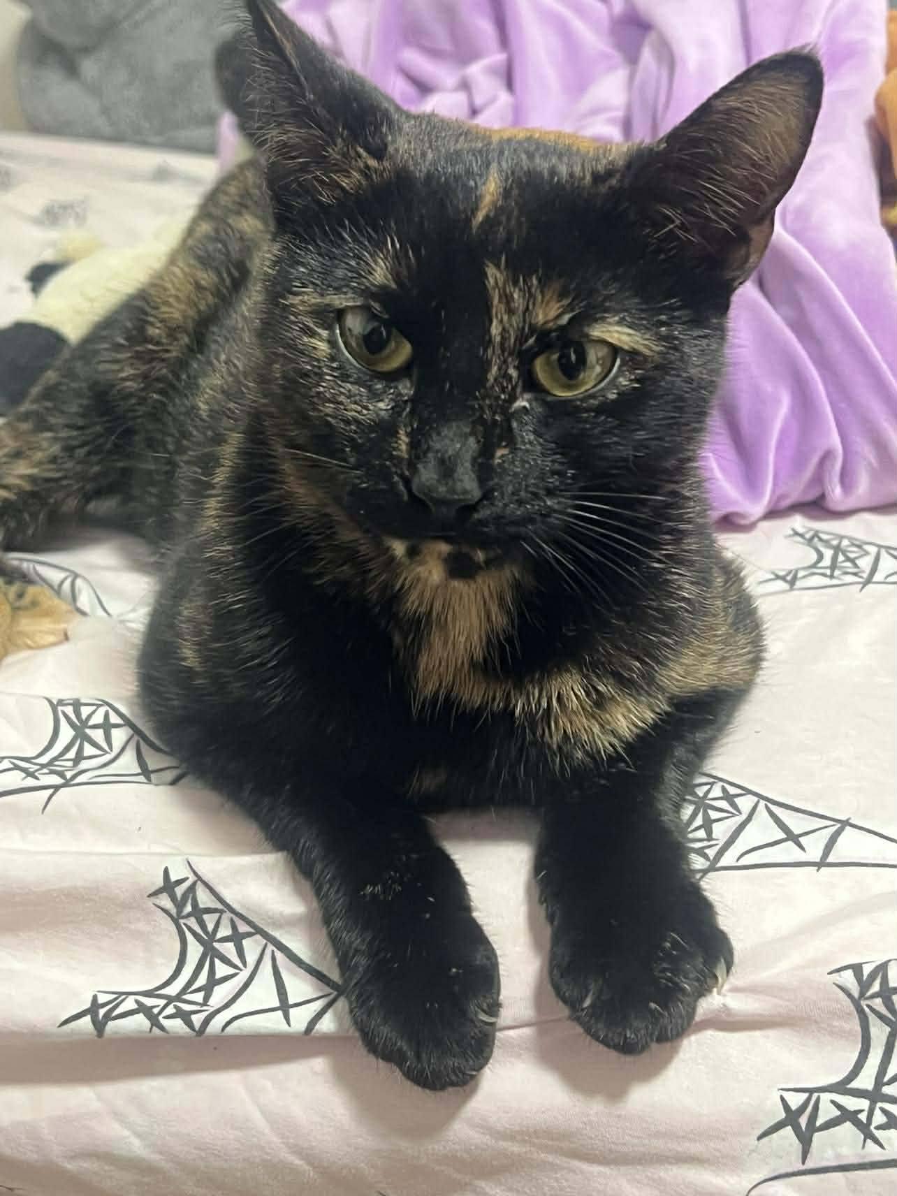 Enlarge Beans, an adopted Domestic Short Hair in London, ON image 2/4