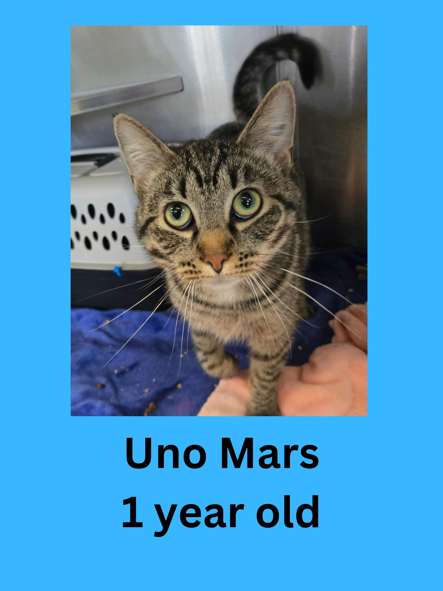 Uno Mars, ADOPTABLE, Adult Male Domestic Short Hair.