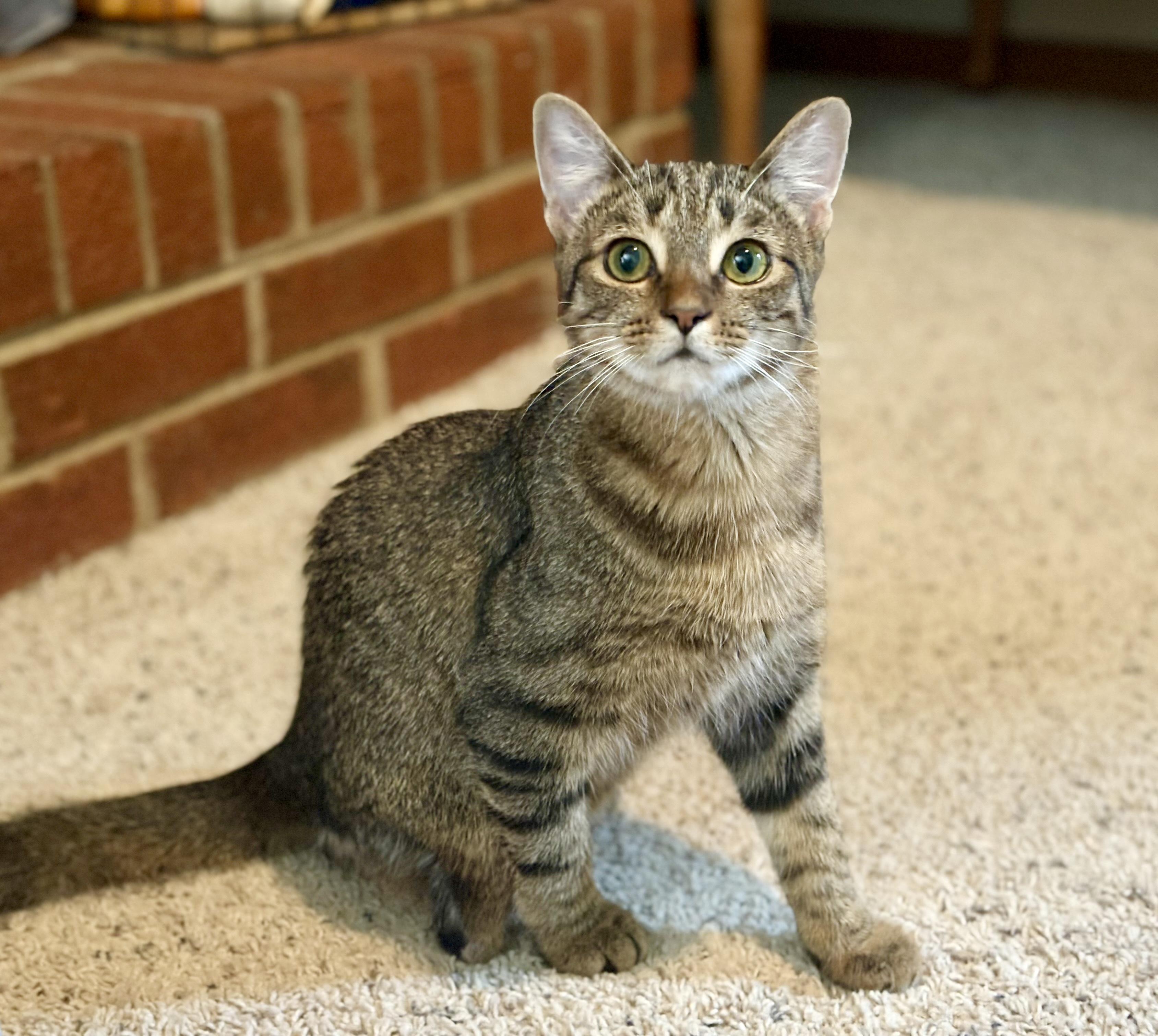 Enlarge Proudfoot, an adopted Domestic Short Hair in Apex, NC image 6/6