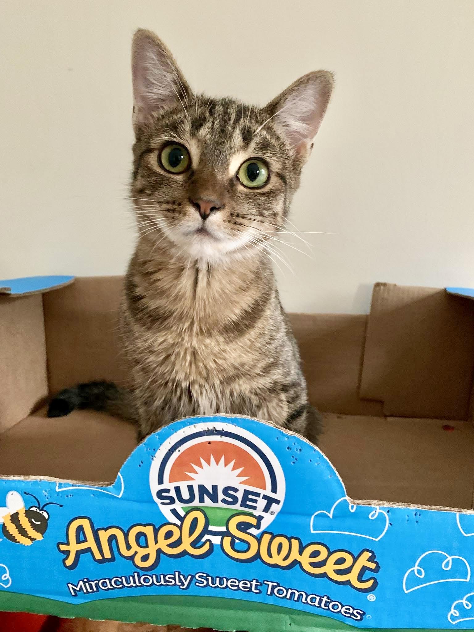 Enlarge Proudfoot, an adopted Domestic Short Hair in Apex, NC image 4/6