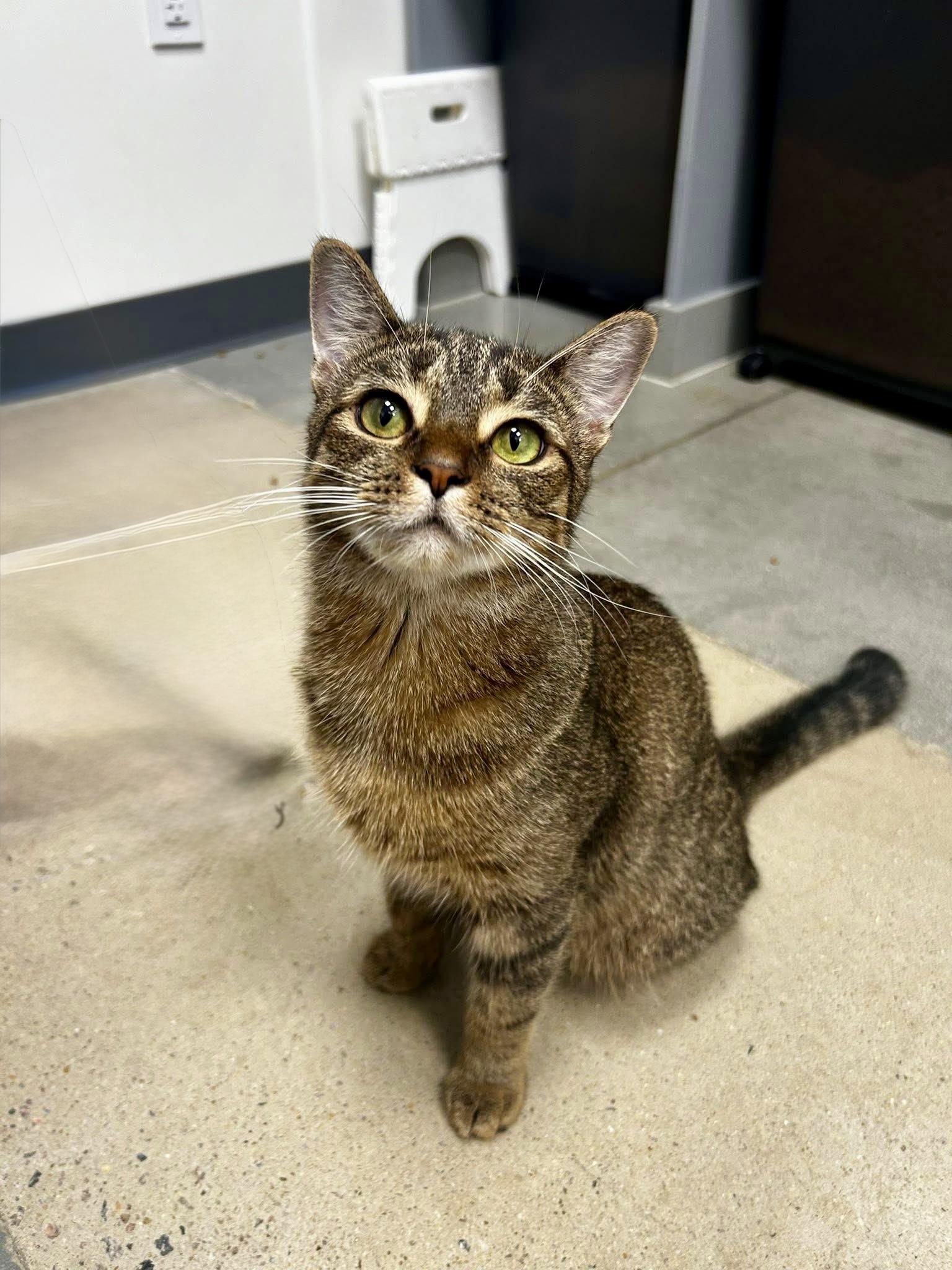 Enlarge Proudfoot, an adopted Domestic Short Hair in Apex, NC image 5/6