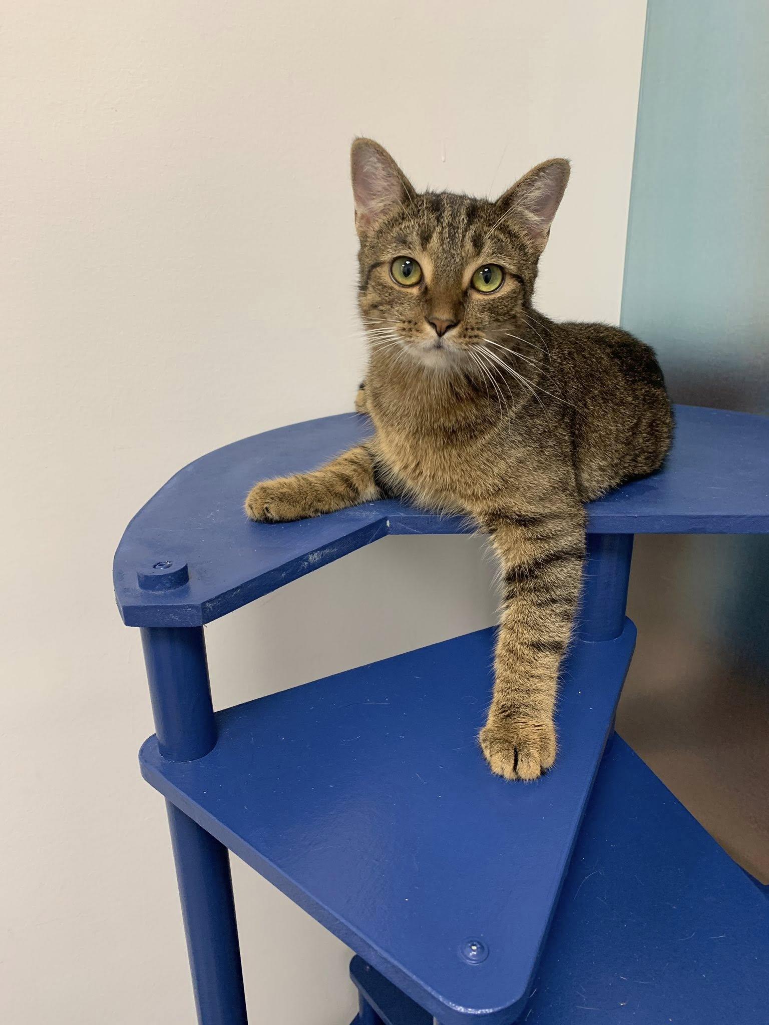 Enlarge Proudfoot, an adopted Domestic Short Hair in Apex, NC image 1/6