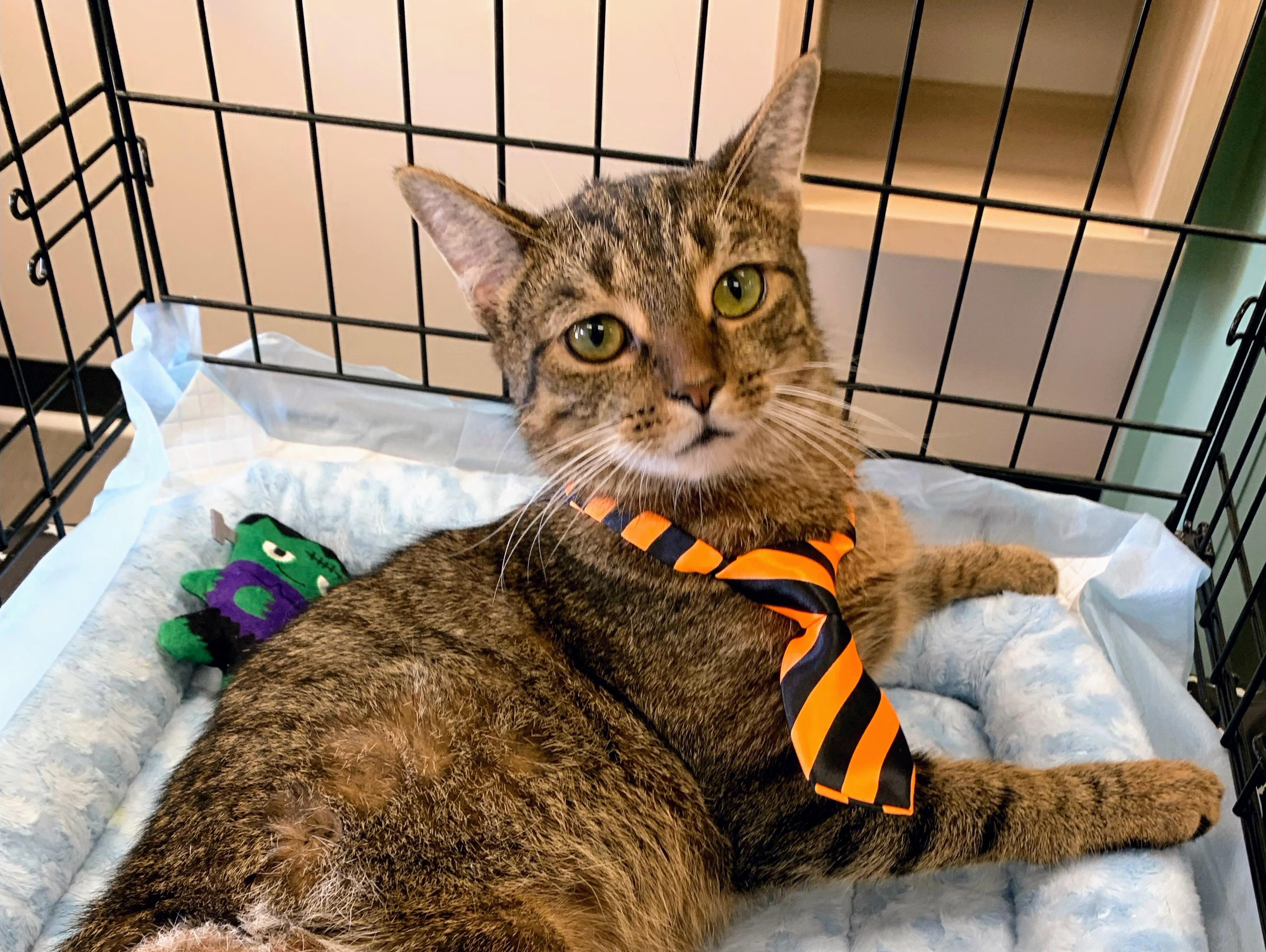 Enlarge Proudfoot, an adopted Domestic Short Hair in Apex, NC image 2/6
