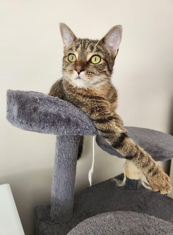 Enlarge Proudfoot, an adopted Domestic Short Hair in Apex, NC image 3/6
