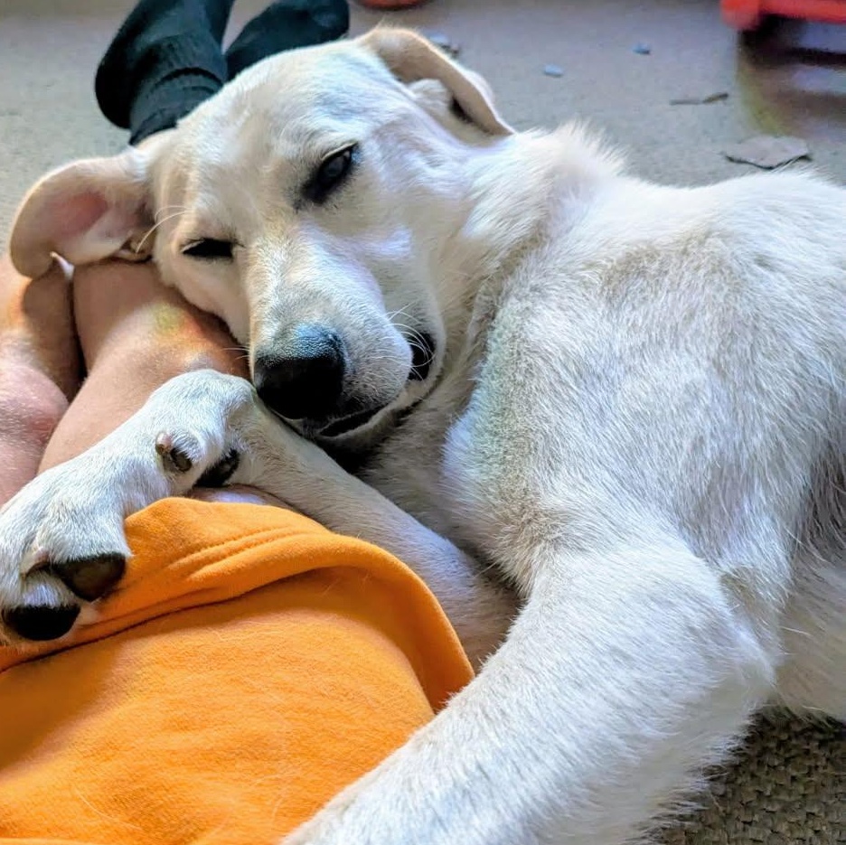 Ozzy - URGENT photo 5