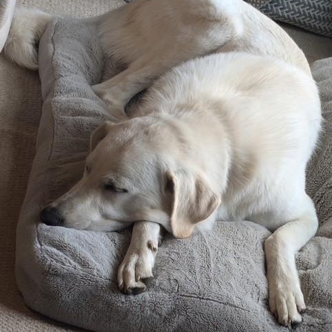 Ozzy - URGENT photo 2