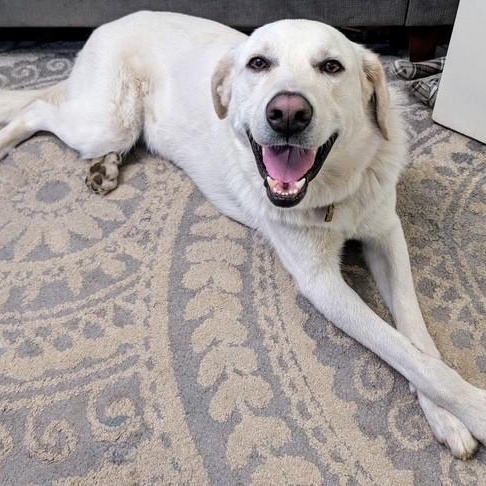 Ozzy - URGENT, Young Male Great Pyrenees