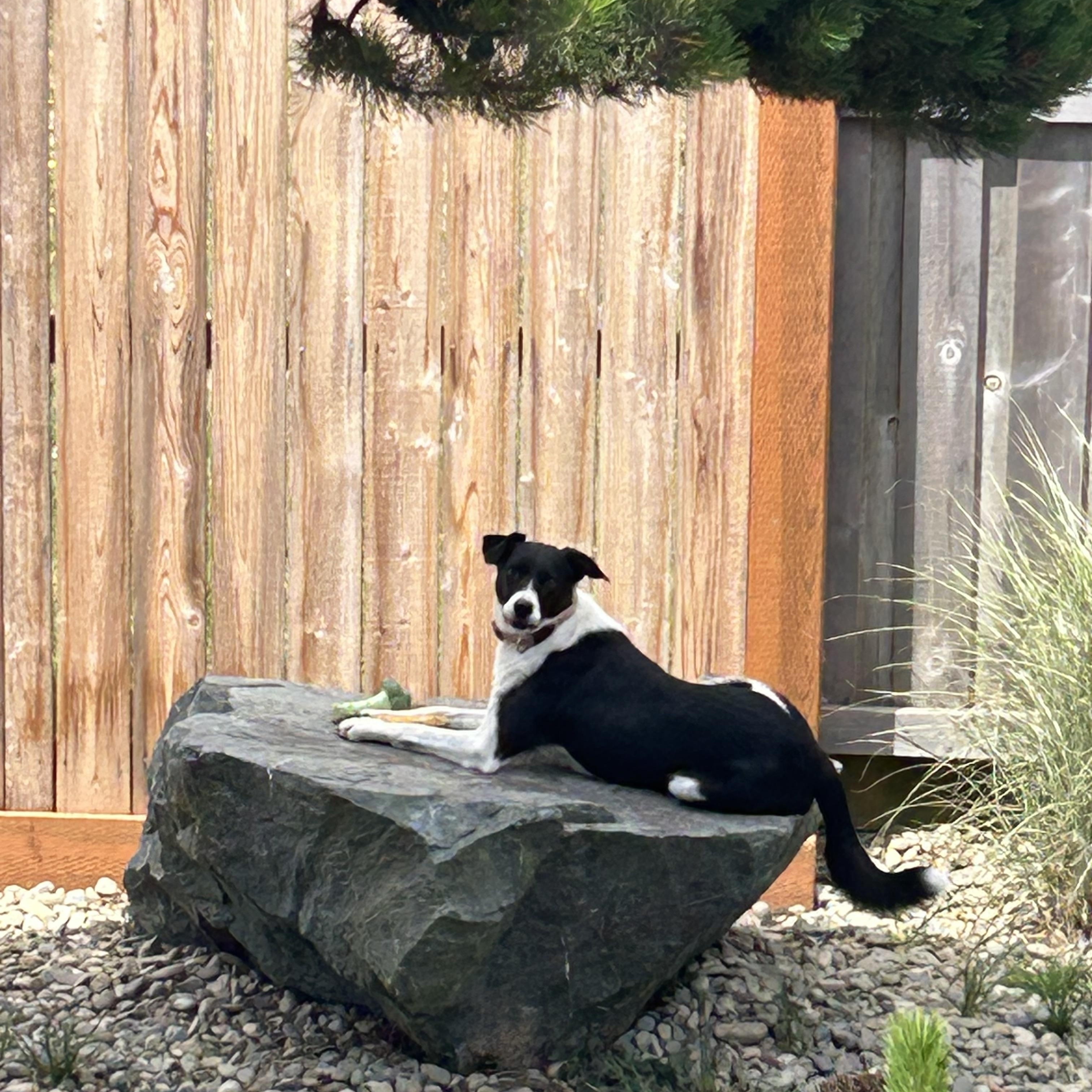 Enlarge Jewell, a ADOPTABLE mixed breed in Bandon, OR image 4/5