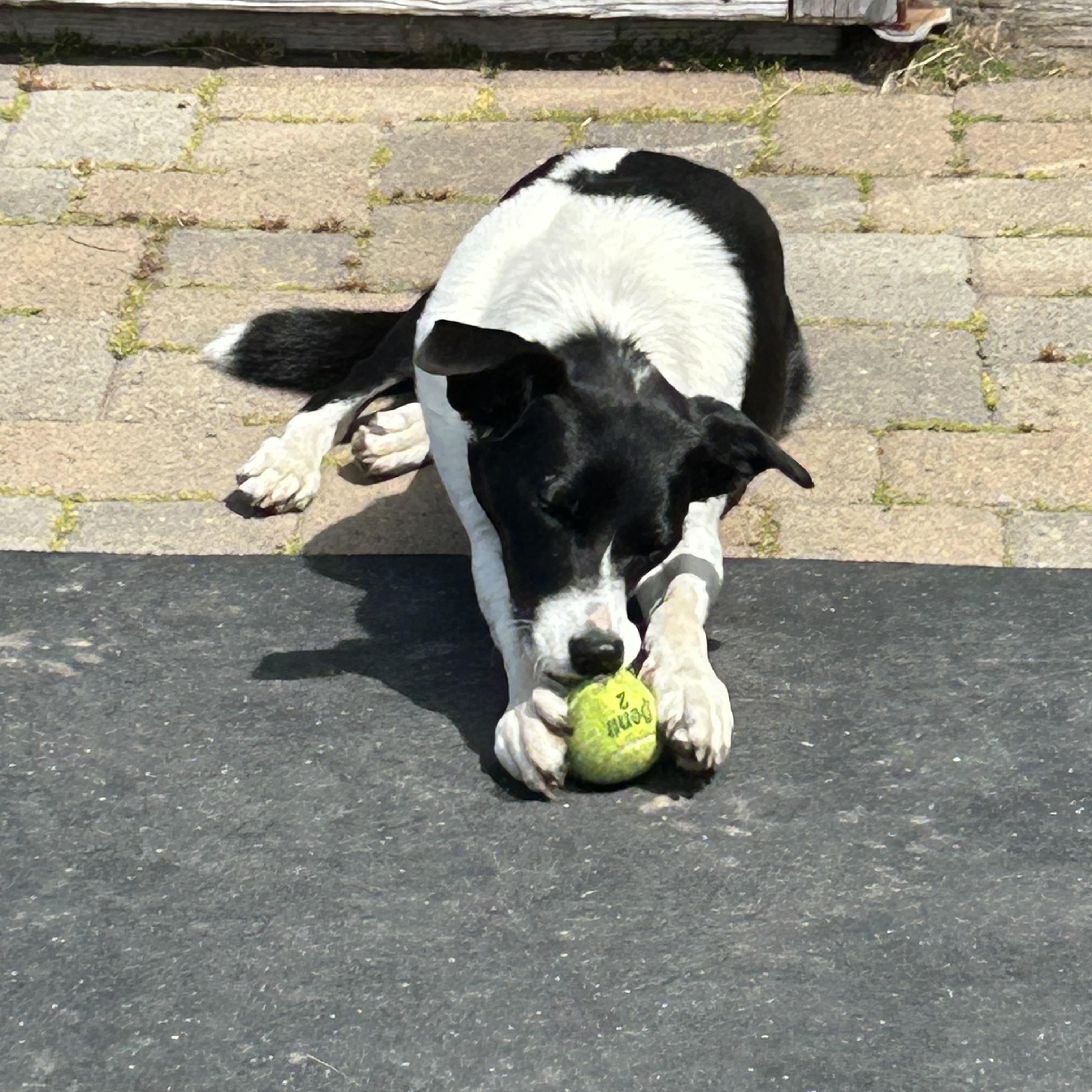Enlarge Jewell, a ADOPTABLE mixed breed in Bandon, OR image 5/5