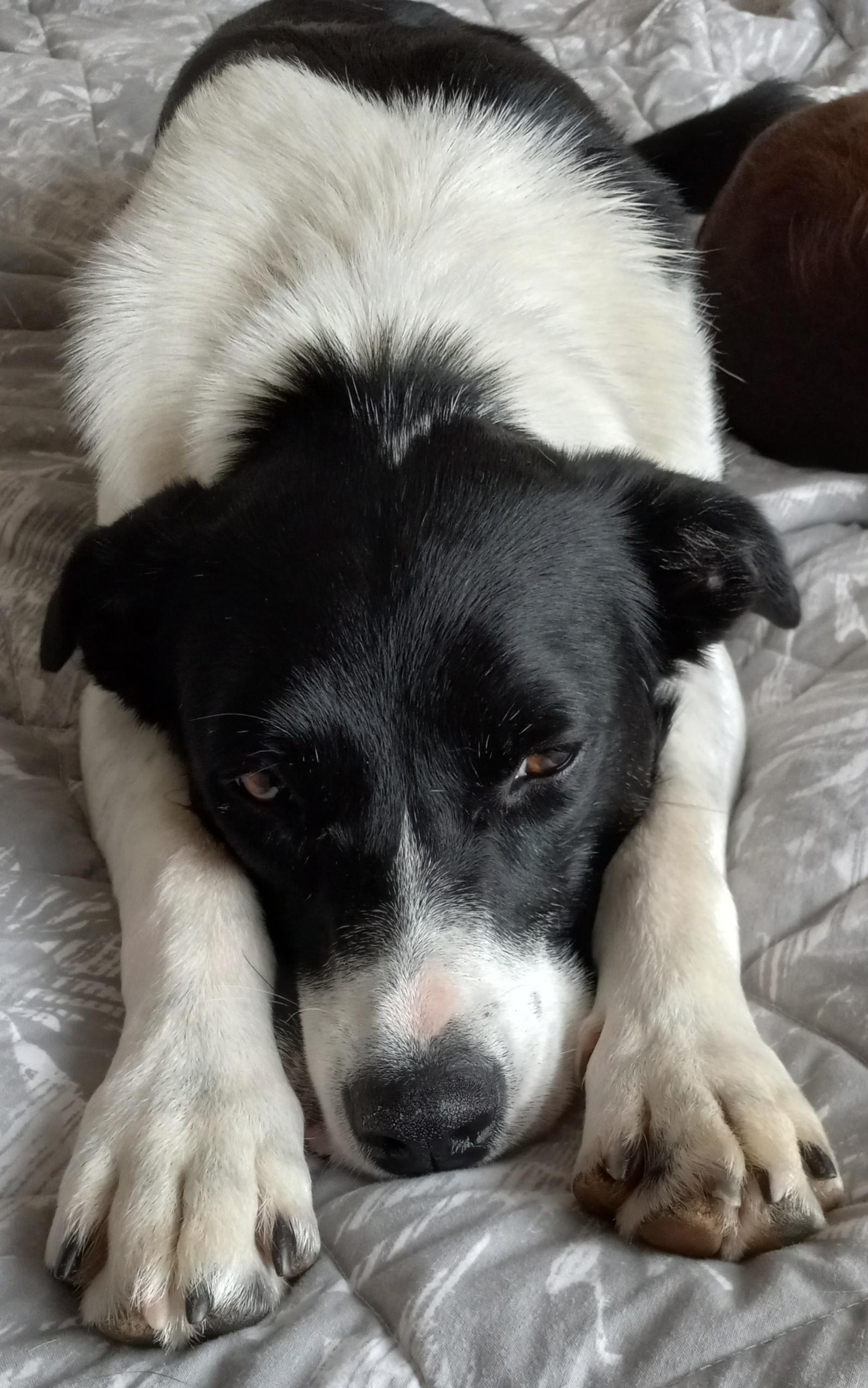 Enlarge Jewell, a ADOPTABLE mixed breed in Bandon, OR image 3/5