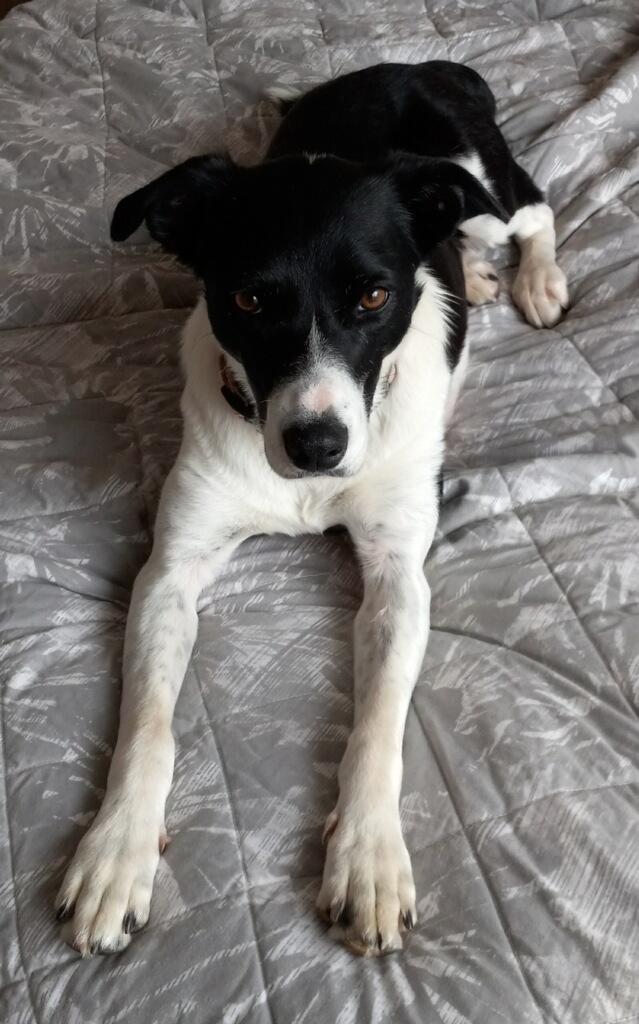 Enlarge Jewell, a ADOPTABLE mixed breed in Bandon, OR image 1/5