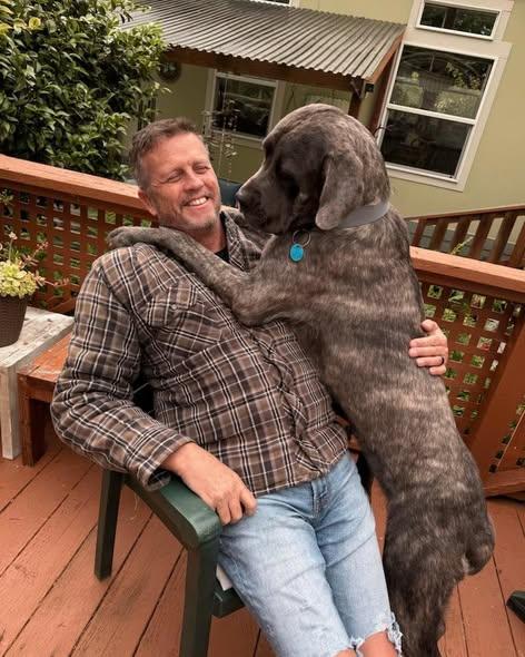 Sierra, a ADOPTABLE Cane Corso in Crescent city, CA image 2/6