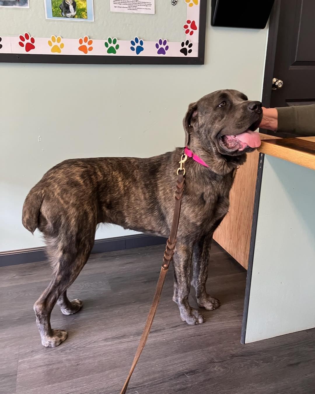 Sierra, ADOPTABLE, Adult Female Cane Corso.
