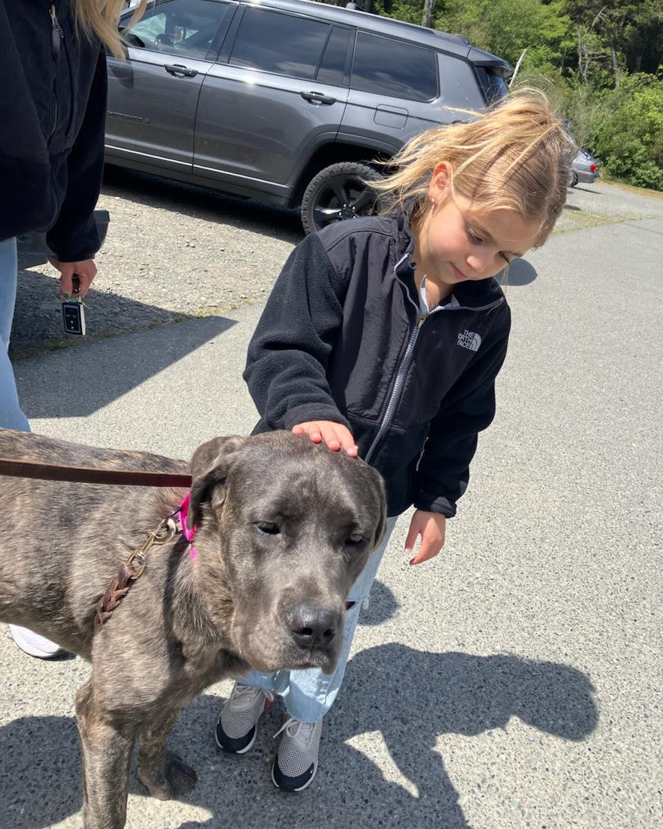 Sierra, a ADOPTABLE Cane Corso in Crescent city, CA image 3/6