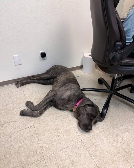 Sierra, a ADOPTABLE Cane Corso in Crescent city, CA image 4/6