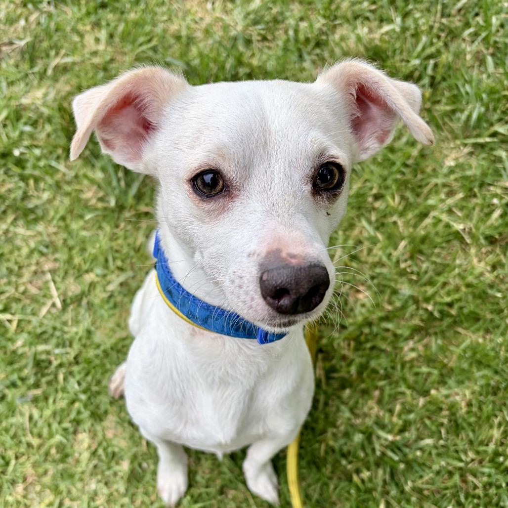 James Bond - Chino Hills Location, Adoptable, Adult Male Jack Russell Terrier & Mixed Breed.