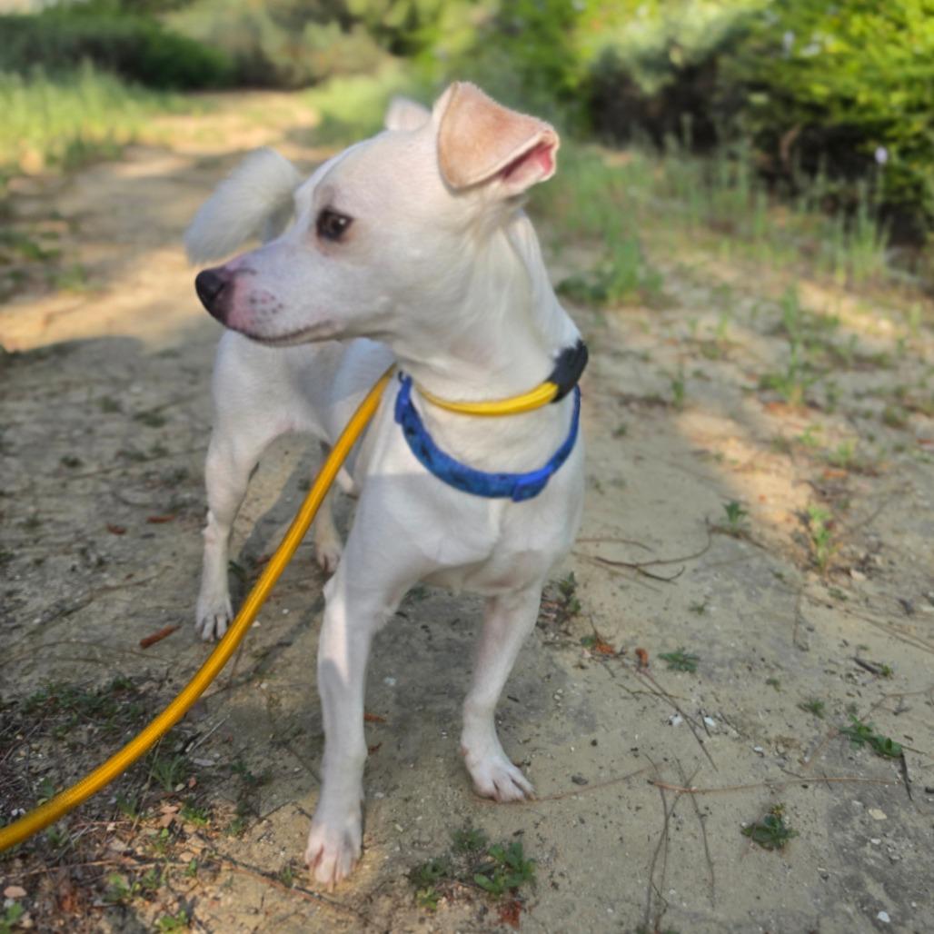Enlarge James Bond - Chino Hills Location, a Adoptable mixed breed in Chino Hills, CA image 2/6