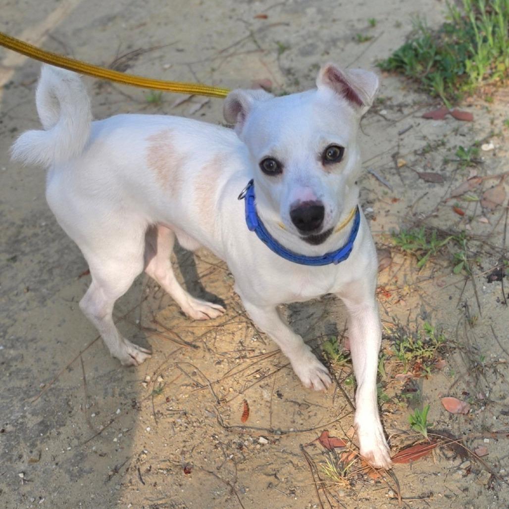 Enlarge James Bond - Chino Hills Location, a Adoptable mixed breed in Chino Hills, CA image 3/6