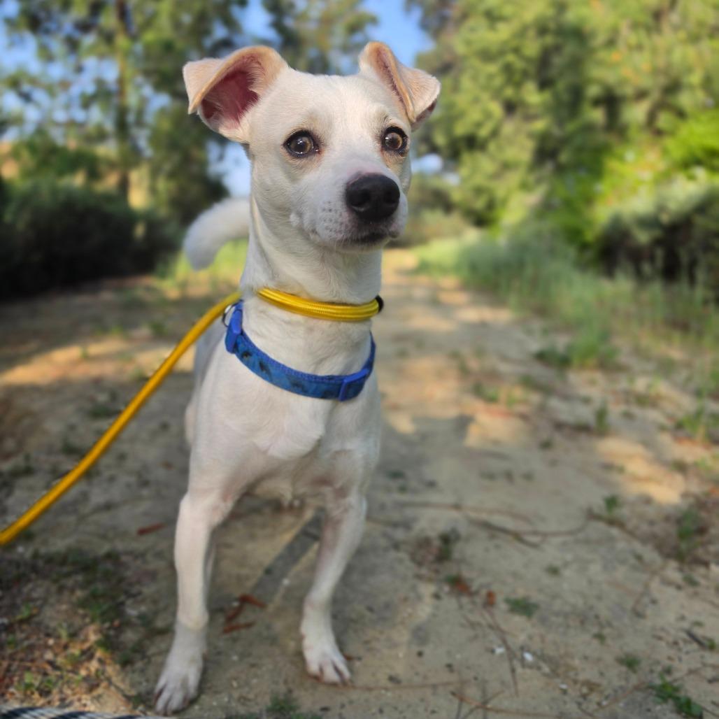 Enlarge James Bond - Chino Hills Location, a Adoptable mixed breed in Chino Hills, CA image 4/6
