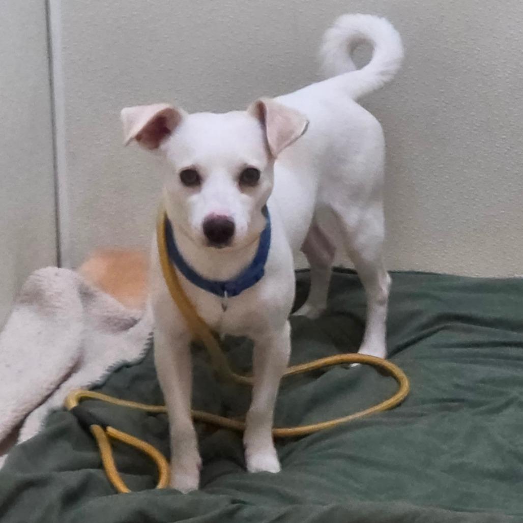 Enlarge James Bond - Chino Hills Location, a Adoptable mixed breed in Chino Hills, CA image 5/6
