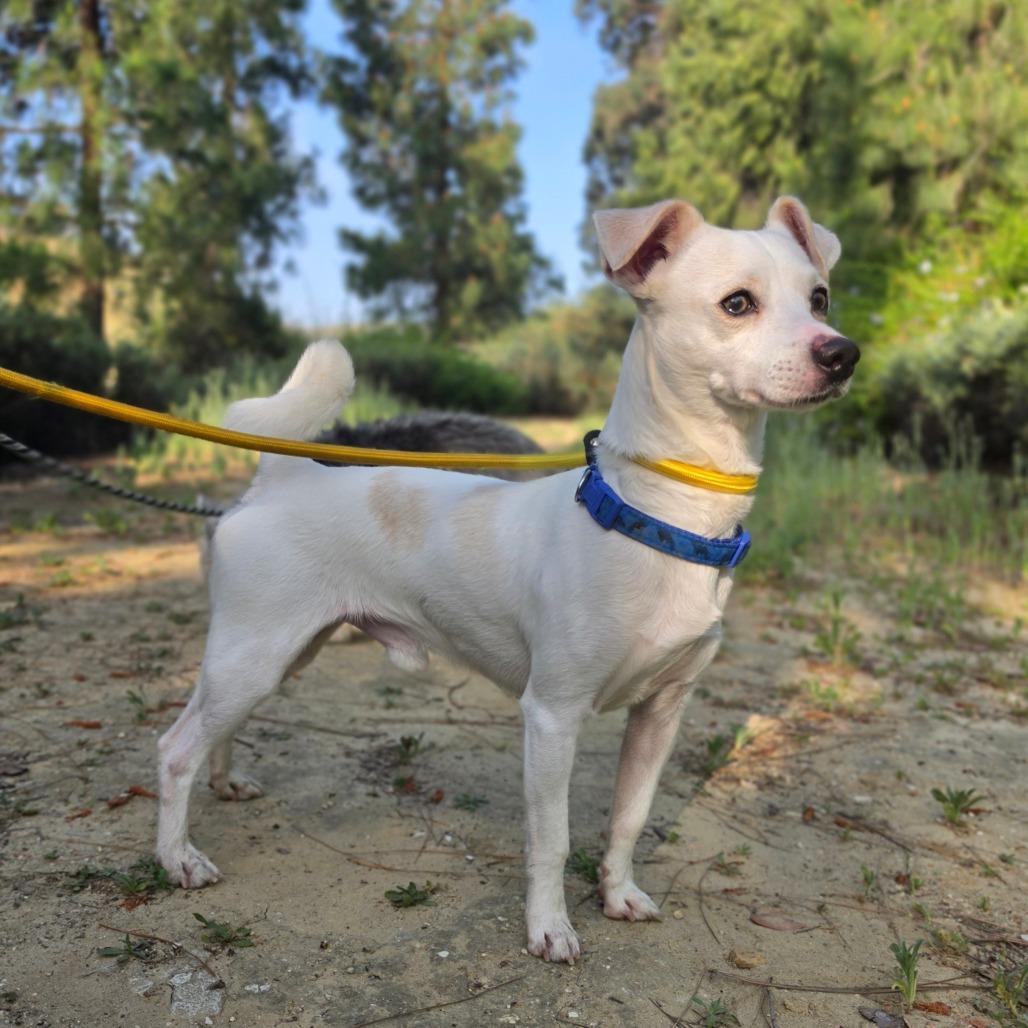 Enlarge James Bond - Chino Hills Location, a Adoptable mixed breed in Chino Hills, CA image 6/6