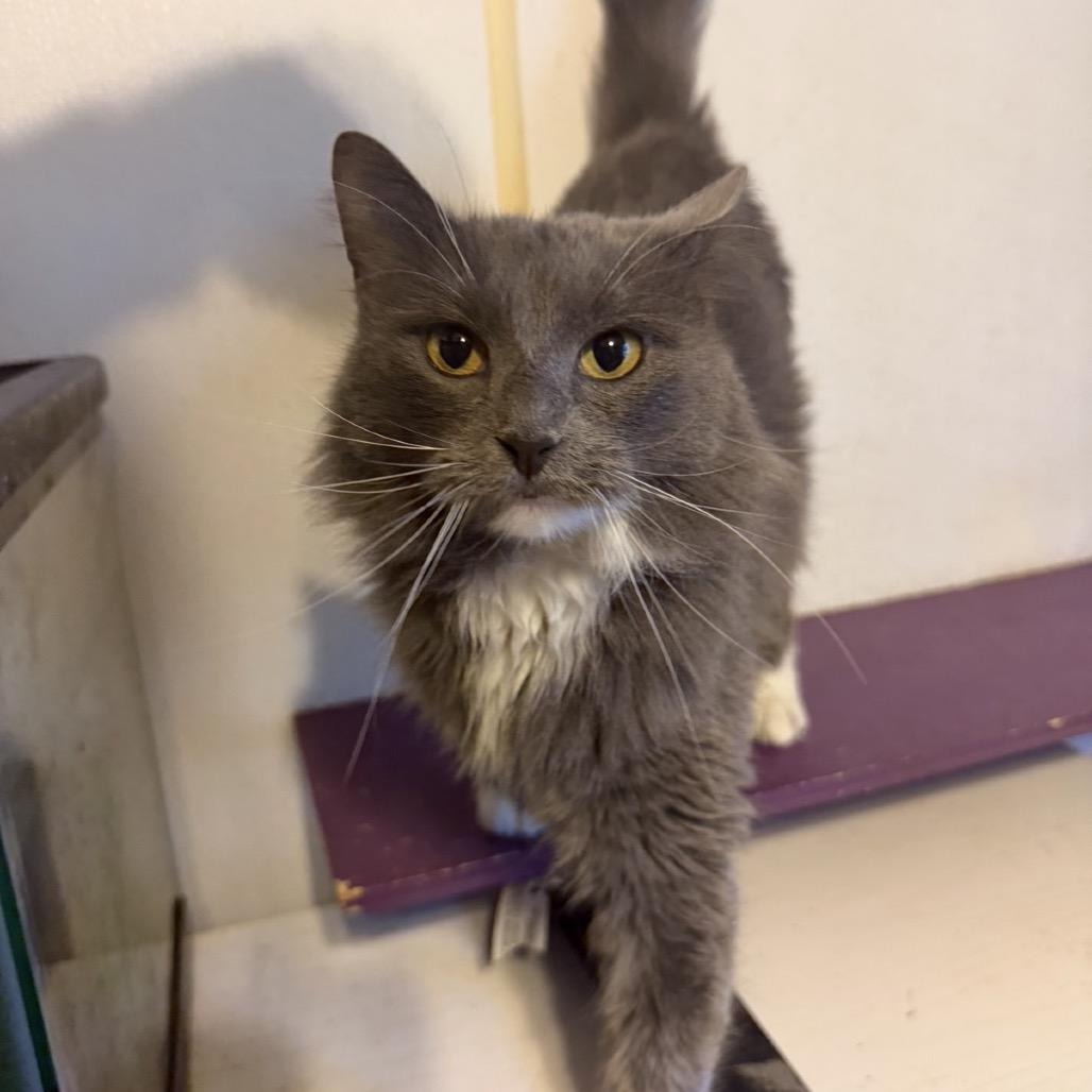 Cyan, Adoptable, Adult Female Domestic Medium Hair.
