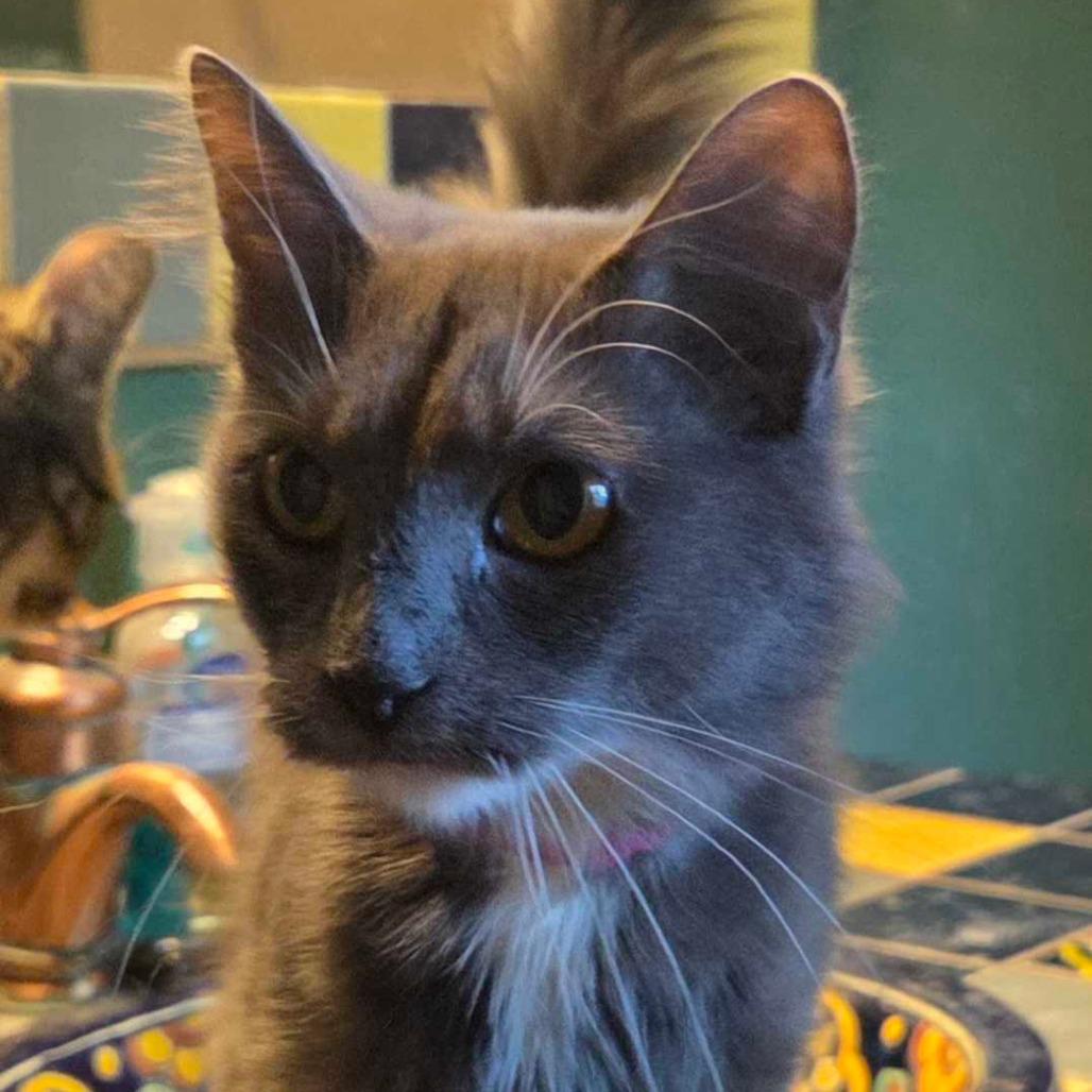 Enlarge Cyan, a Adoptable Domestic Medium Hair in Hanna City, IL image 2/2