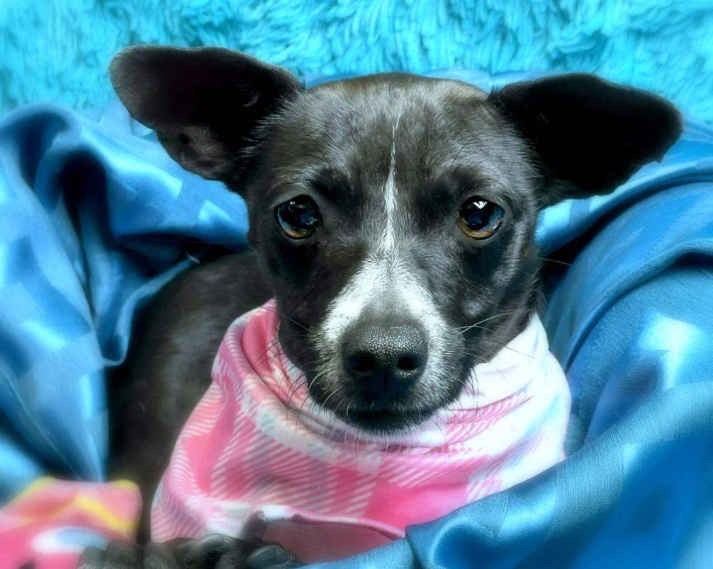 Dori - tiny, shy and looking for a special human to love me