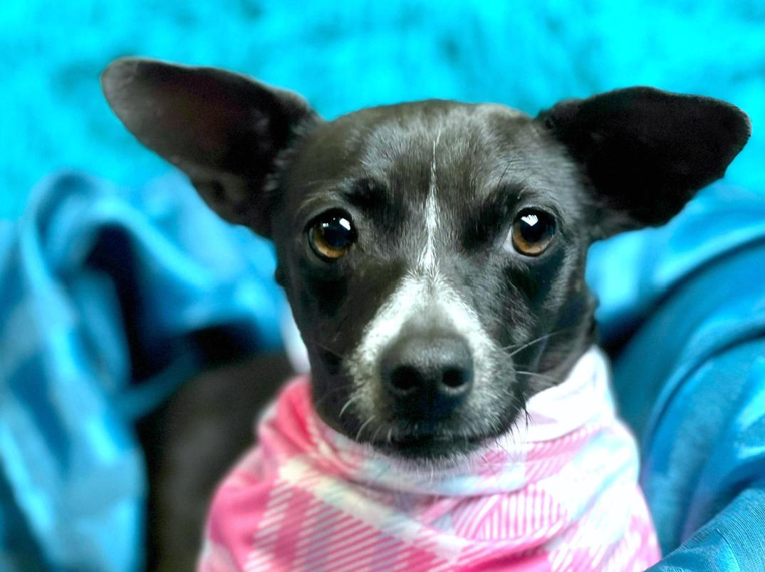 Dori - tiny, shy and looking for a special human to love me