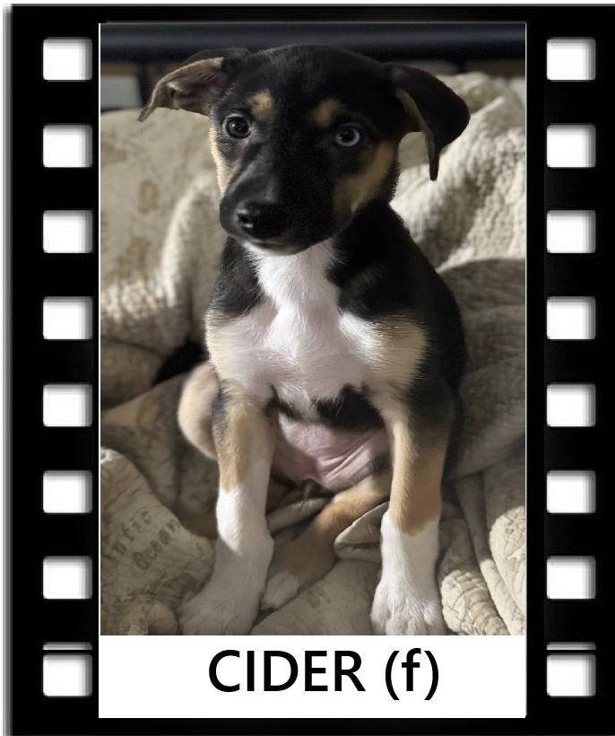 Enlarge Cider, a Adoptable mixed breed in Navarre, FL image 1/1