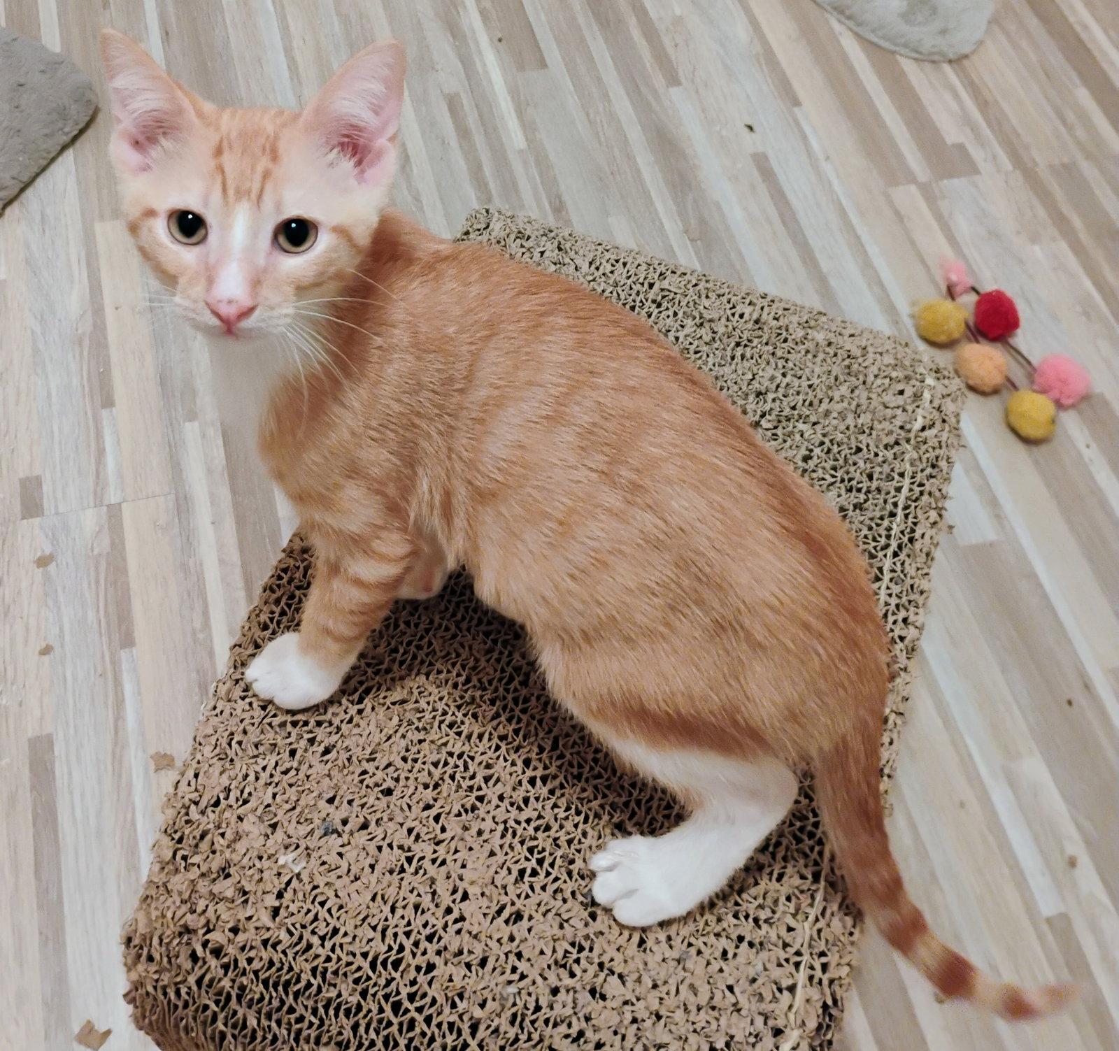 Cosmo #over-the-fence-boy, Adopted, Young Male Tabby & Domestic Short Hair.