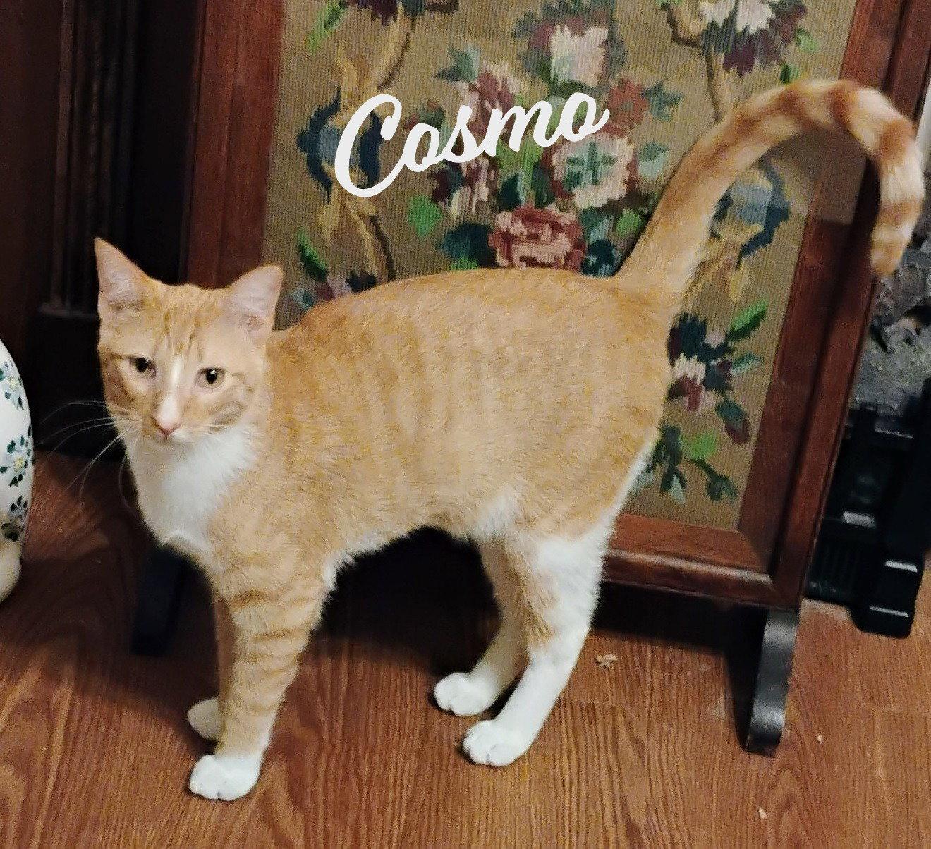 Cosmo #over-the-fence-boy, a Adopted mixed breed in Houston, TX image 3/3