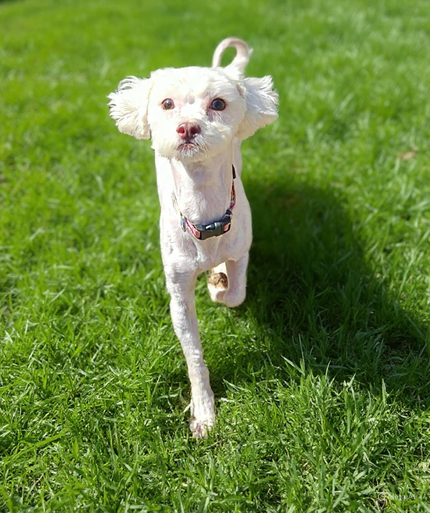 Enlarge Marshmellow, a Adoptable mixed breed in Fairmont, WV image 1/3