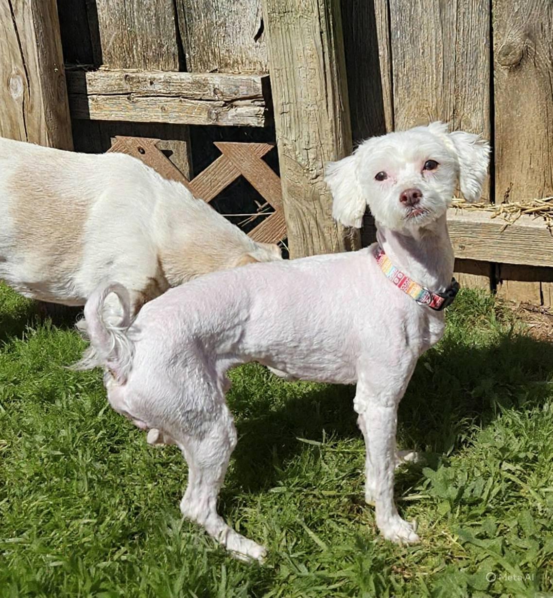 Enlarge Marshmellow, a Adoptable mixed breed in Fairmont, WV image 2/3